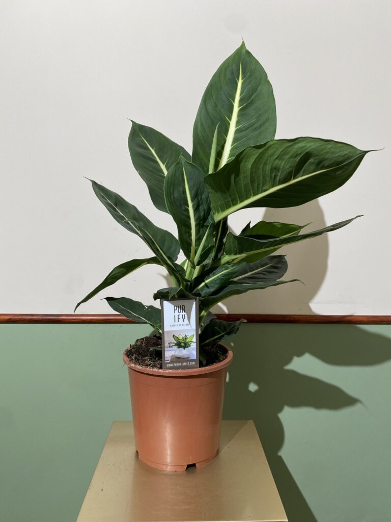 Dieffenbachia Green Magic