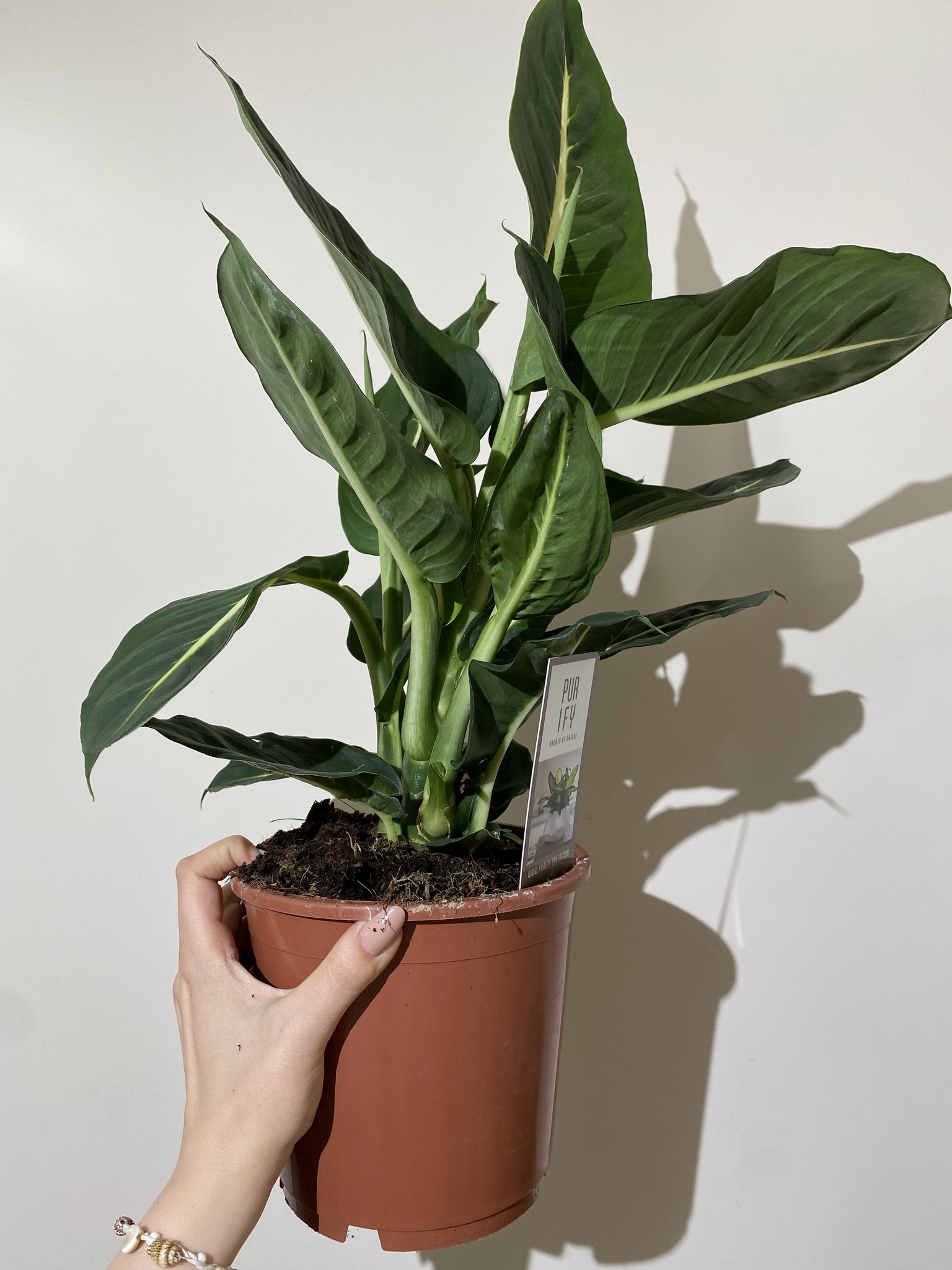 Dieffenbachia Green Magic