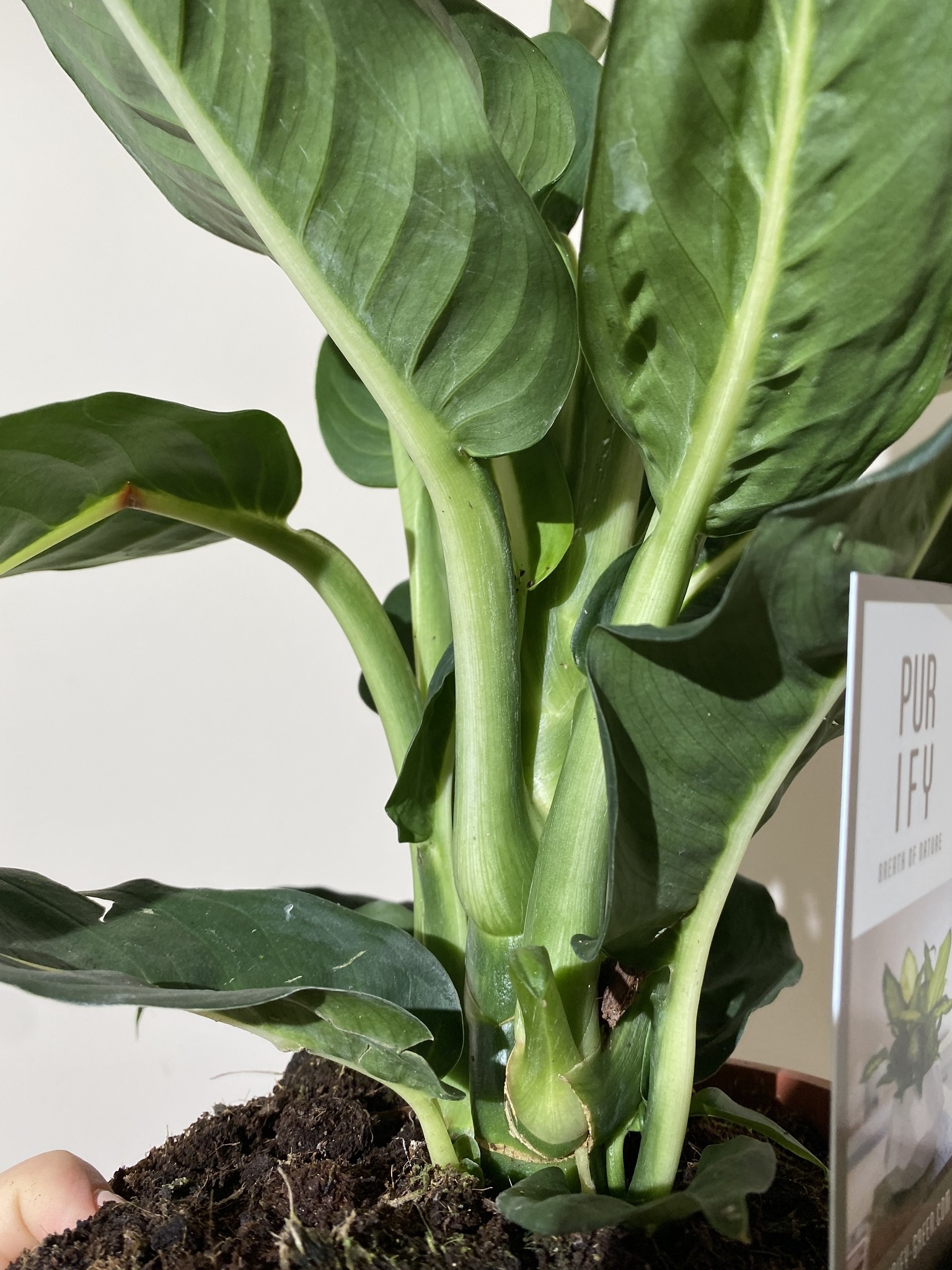Dieffenbachia Green Magic