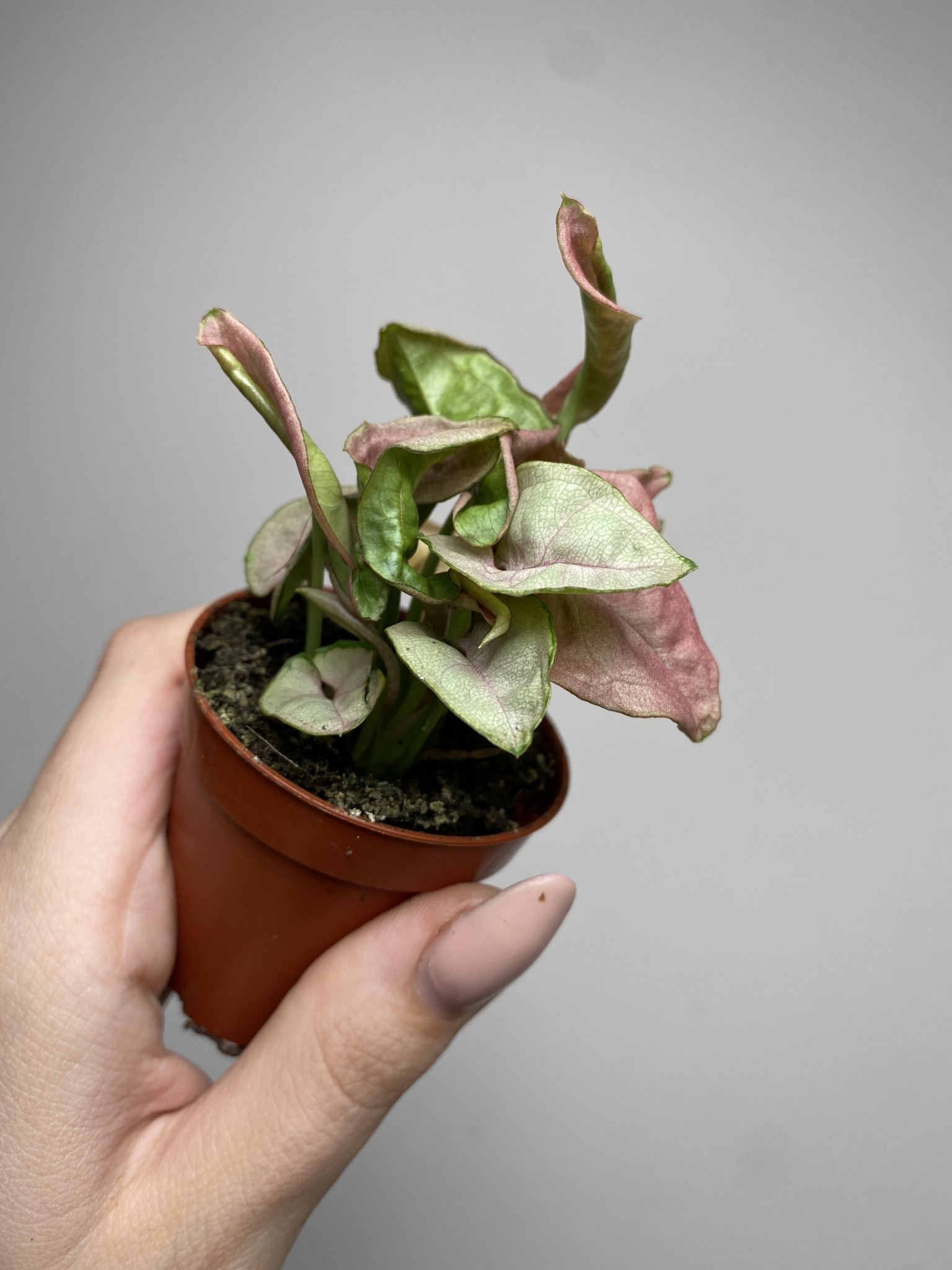 Syngonium Red Heart