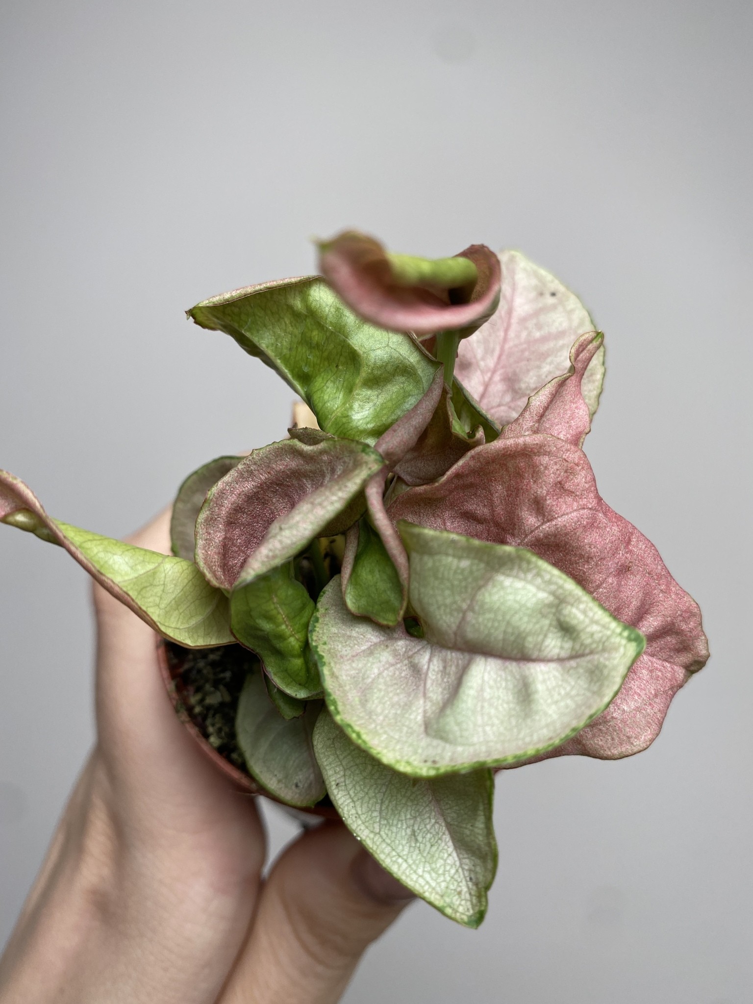 Syngonium Red Heart