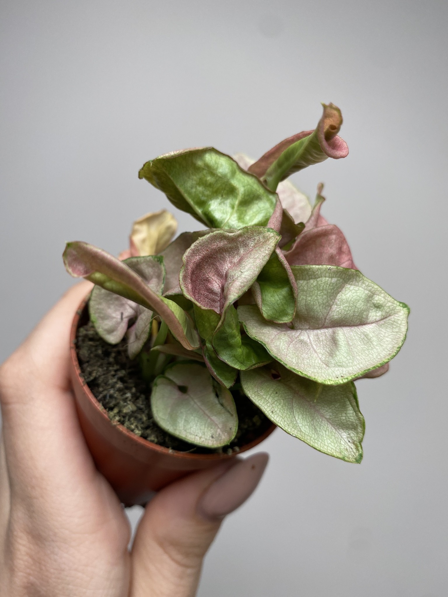 Syngonium Red Heart