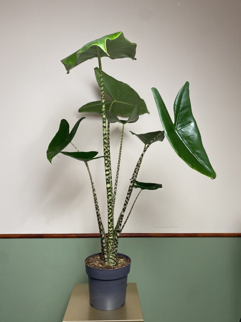 Alocasia Zebrina (duża)