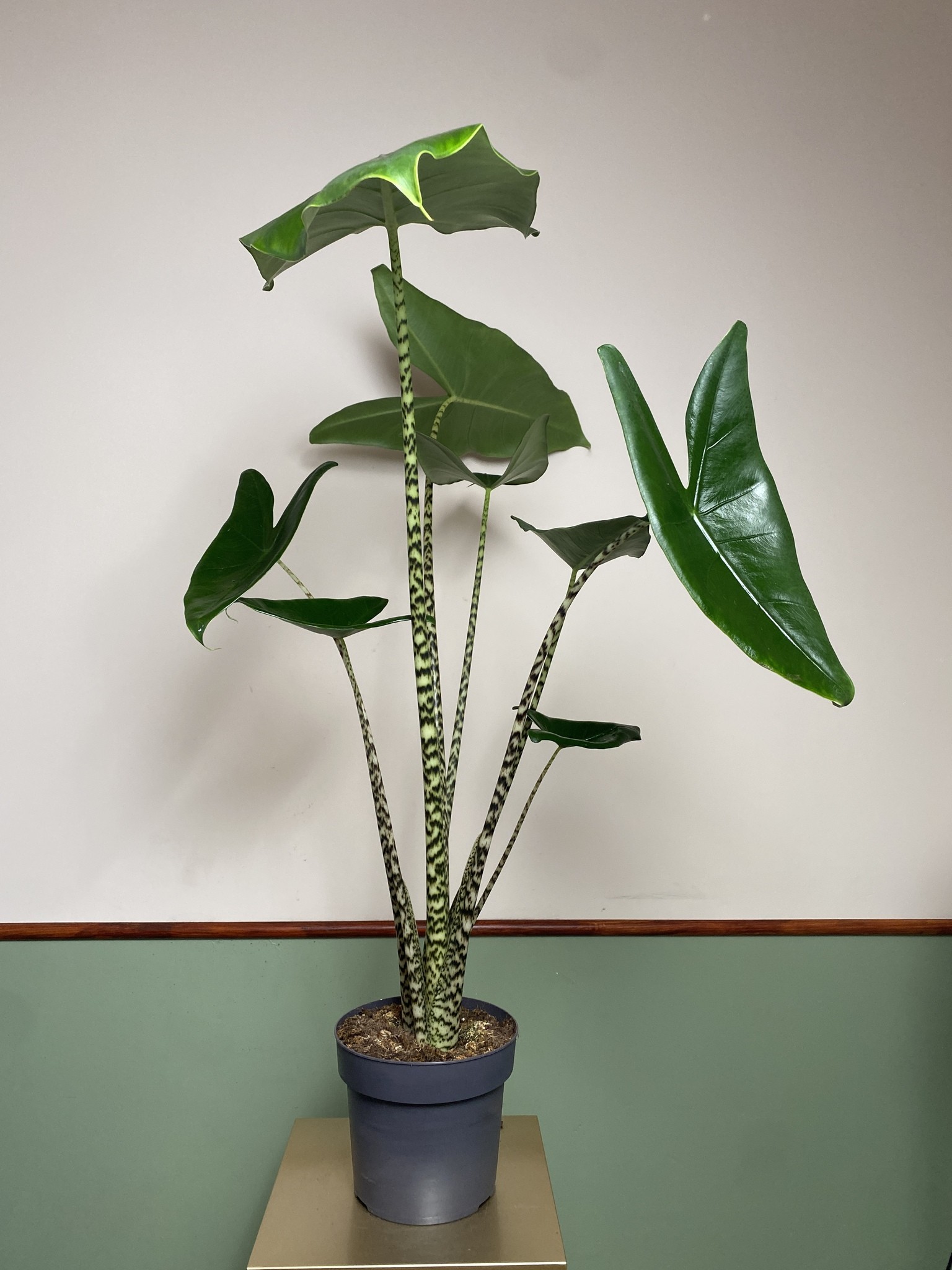 Alocasia Zebrina (duża)