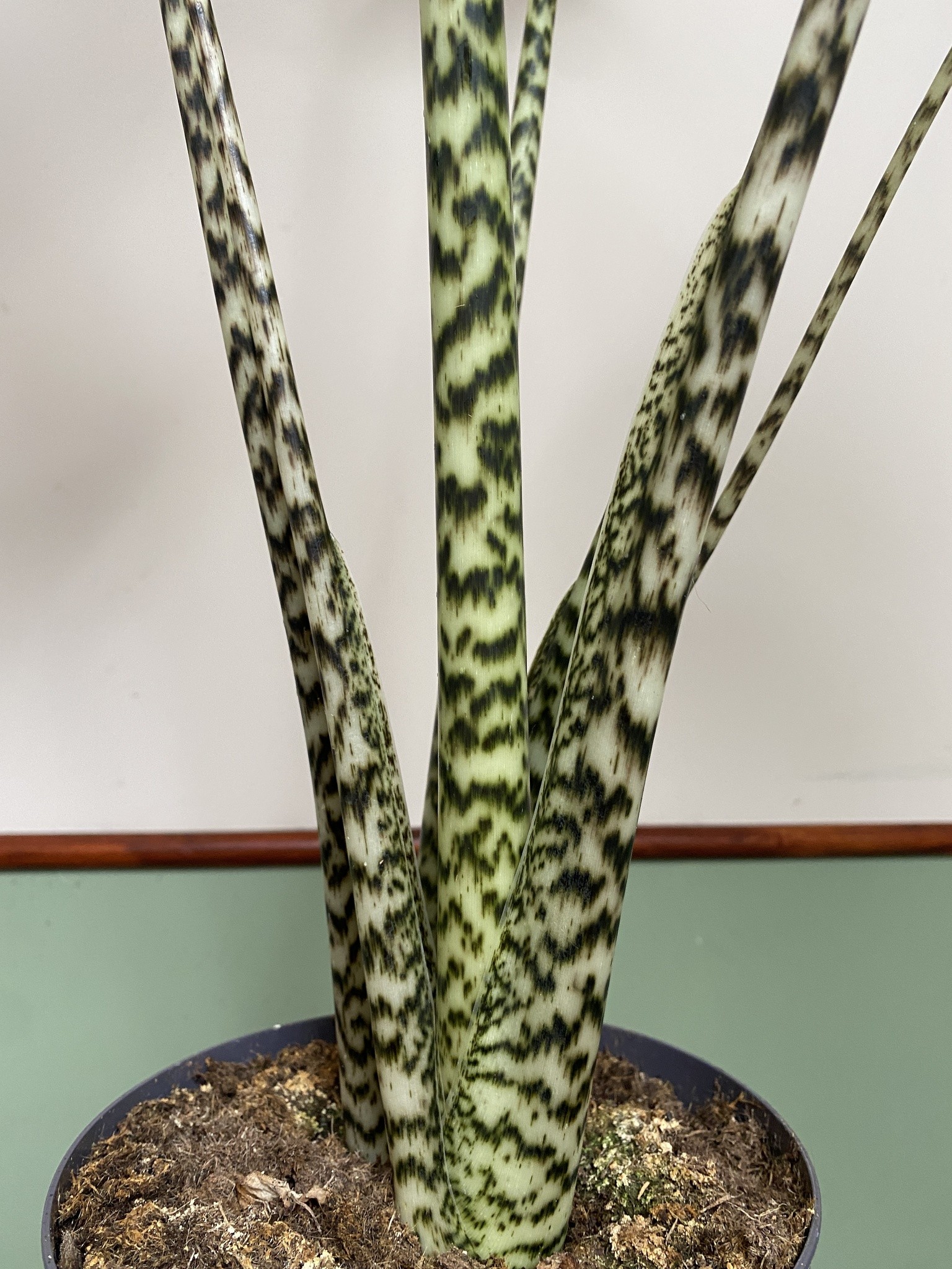 Alocasia Zebrina (duża)