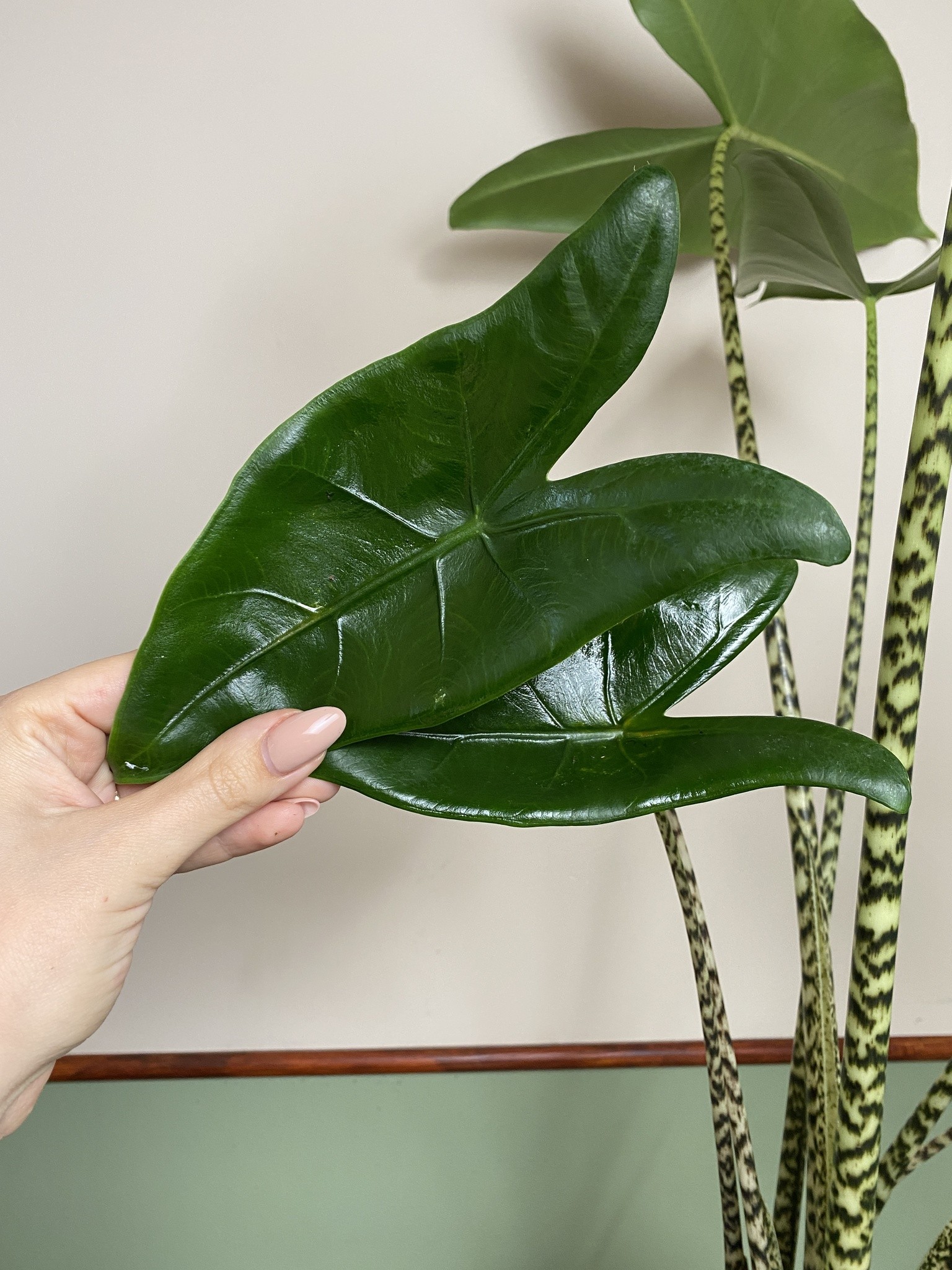 Alocasia Zebrina (duża)