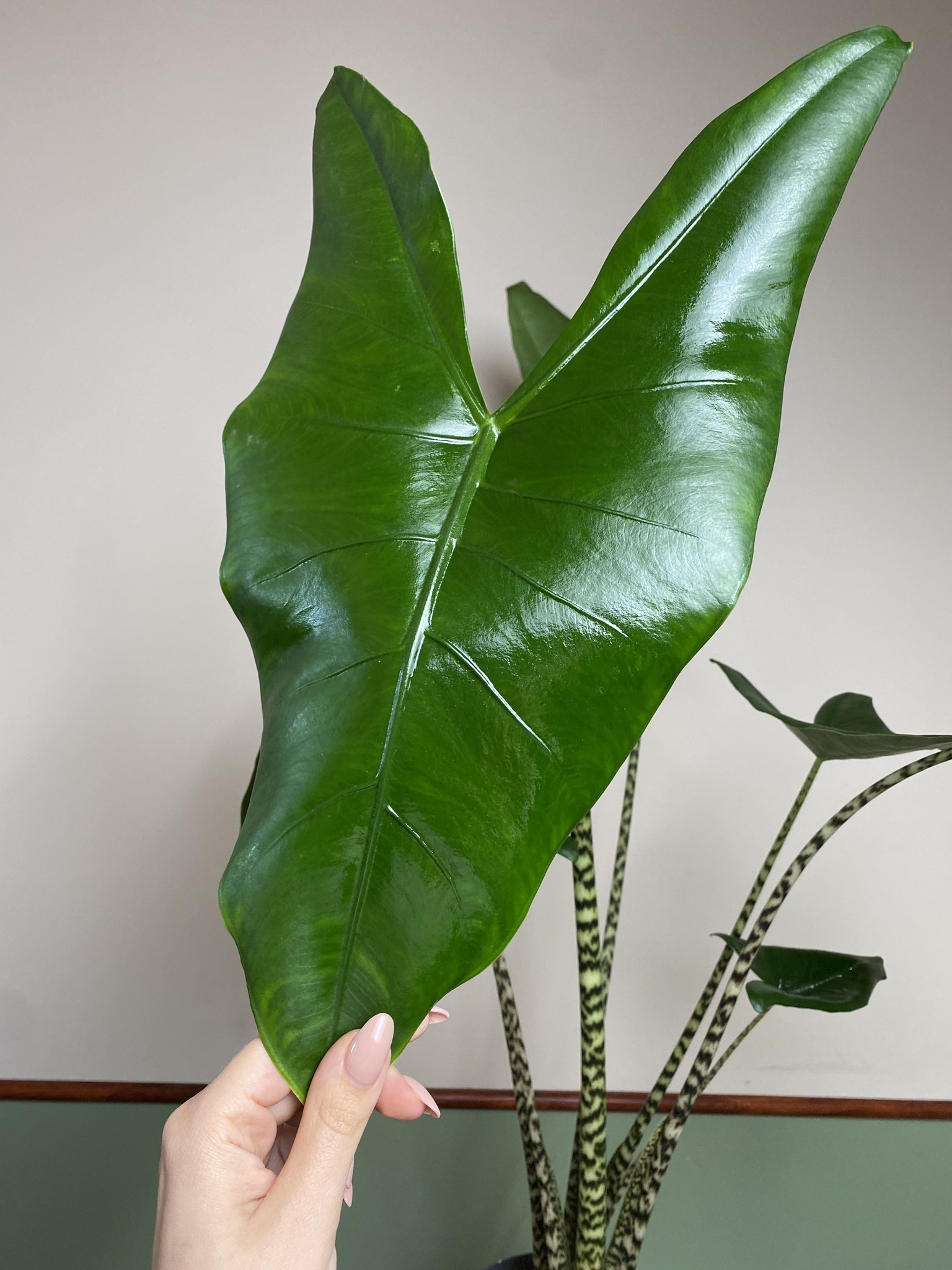 Alocasia Zebrina (duża)