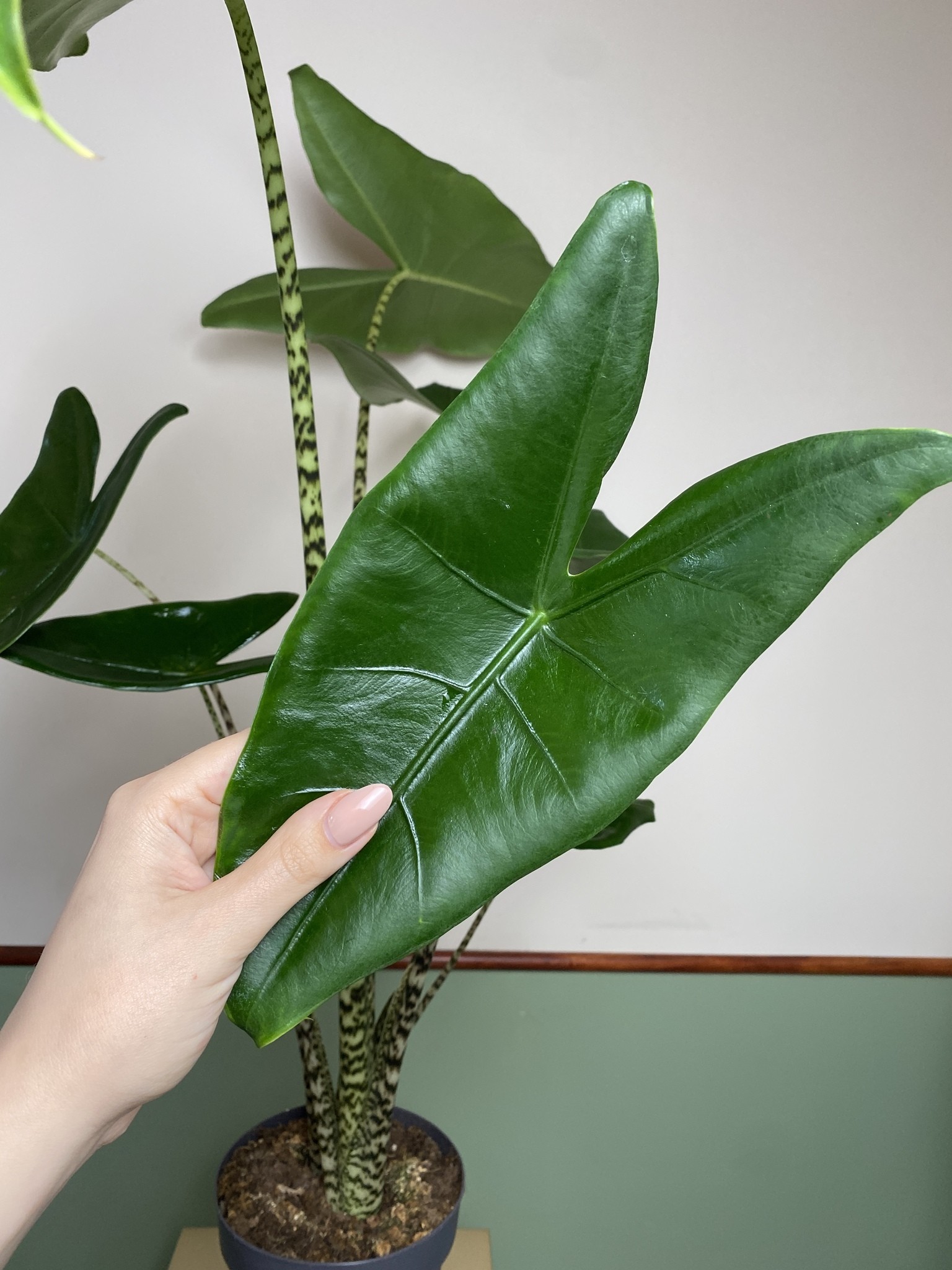 Alocasia Zebrina (duża)