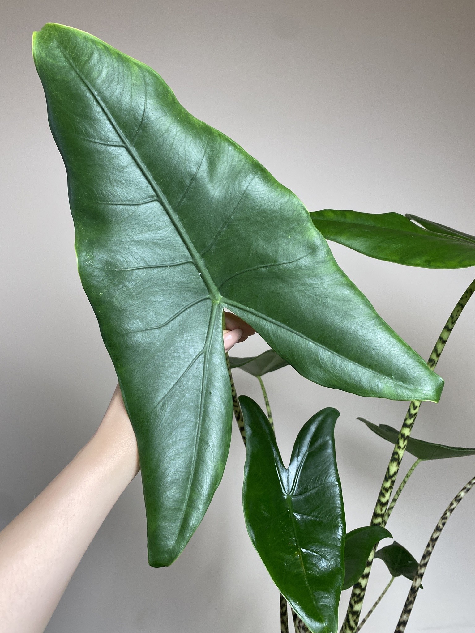 Alocasia Zebrina (duża)