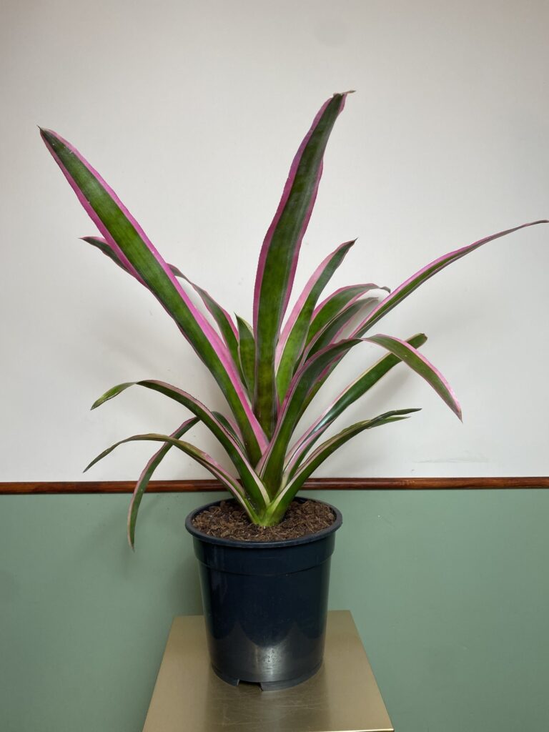 Aechmea Mend