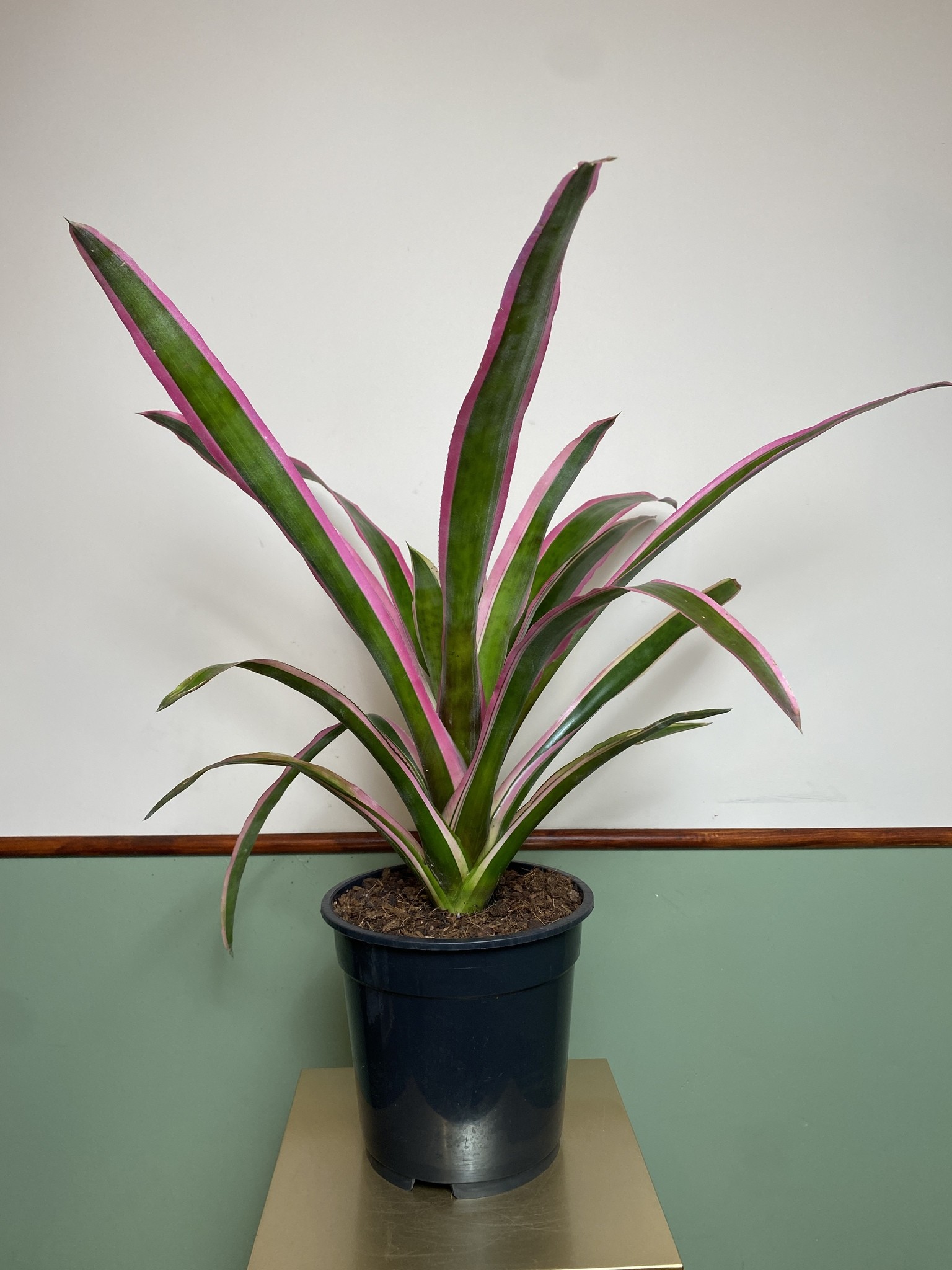 Aechmea Mend