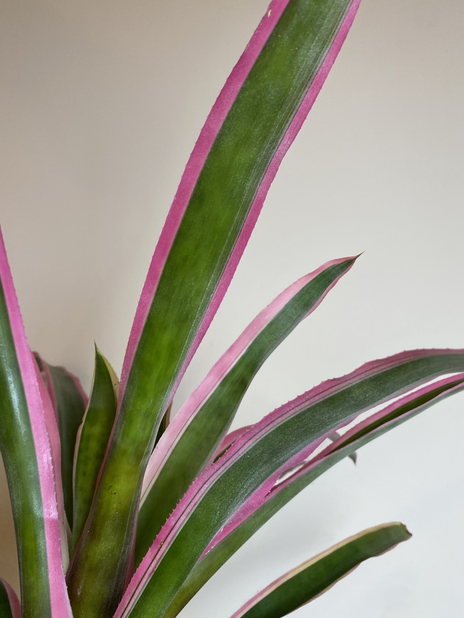 Aechmea Mend