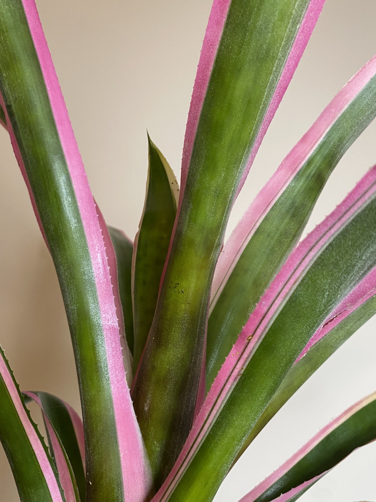 Aechmea Mend