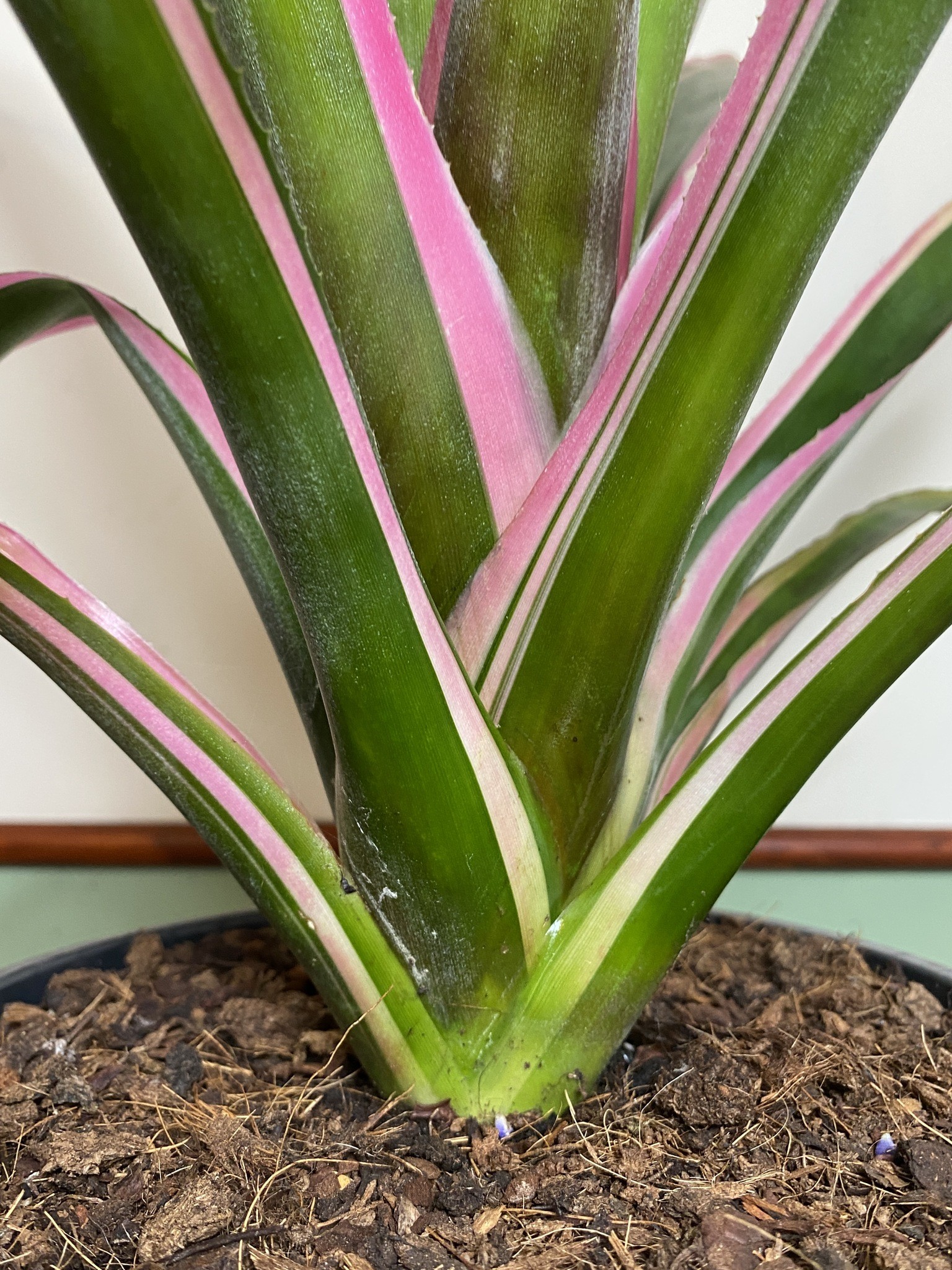 Aechmea Mend