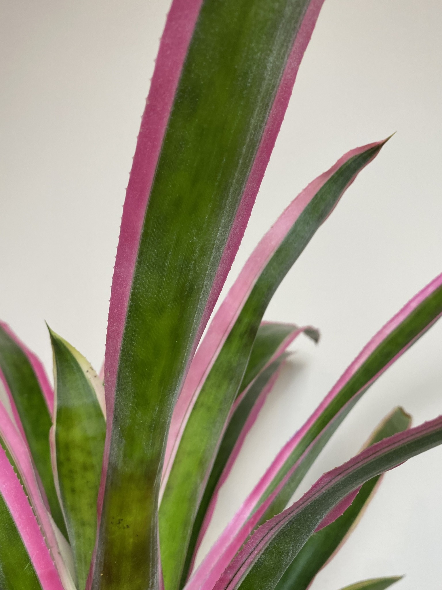 Aechmea Mend
