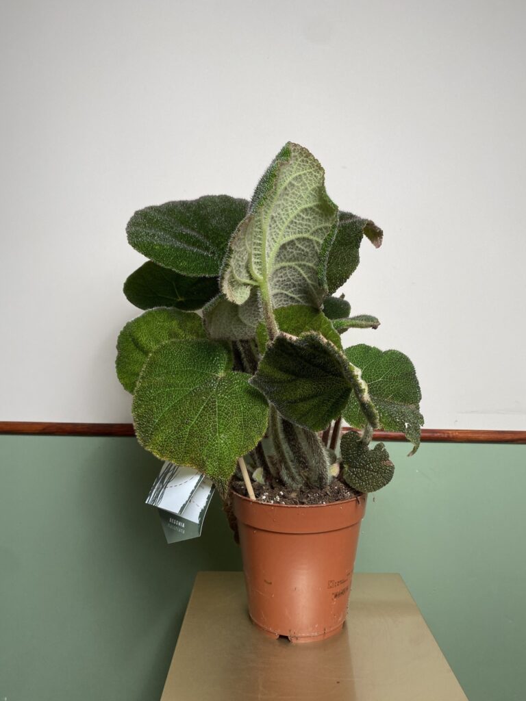 Begonia Masoniana Jungle