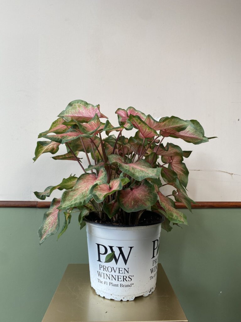 Caladium Chinook