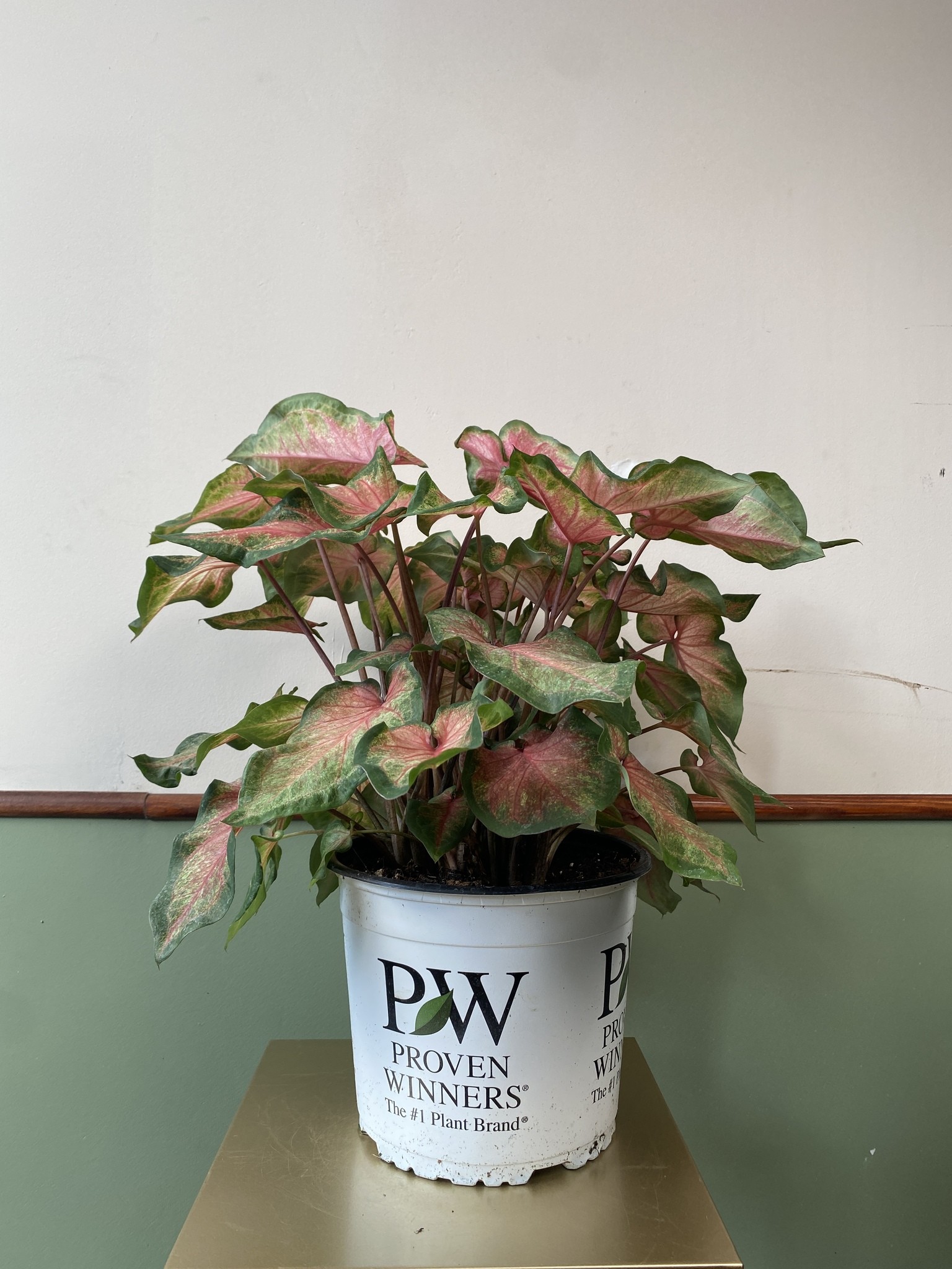Caladium Chinook