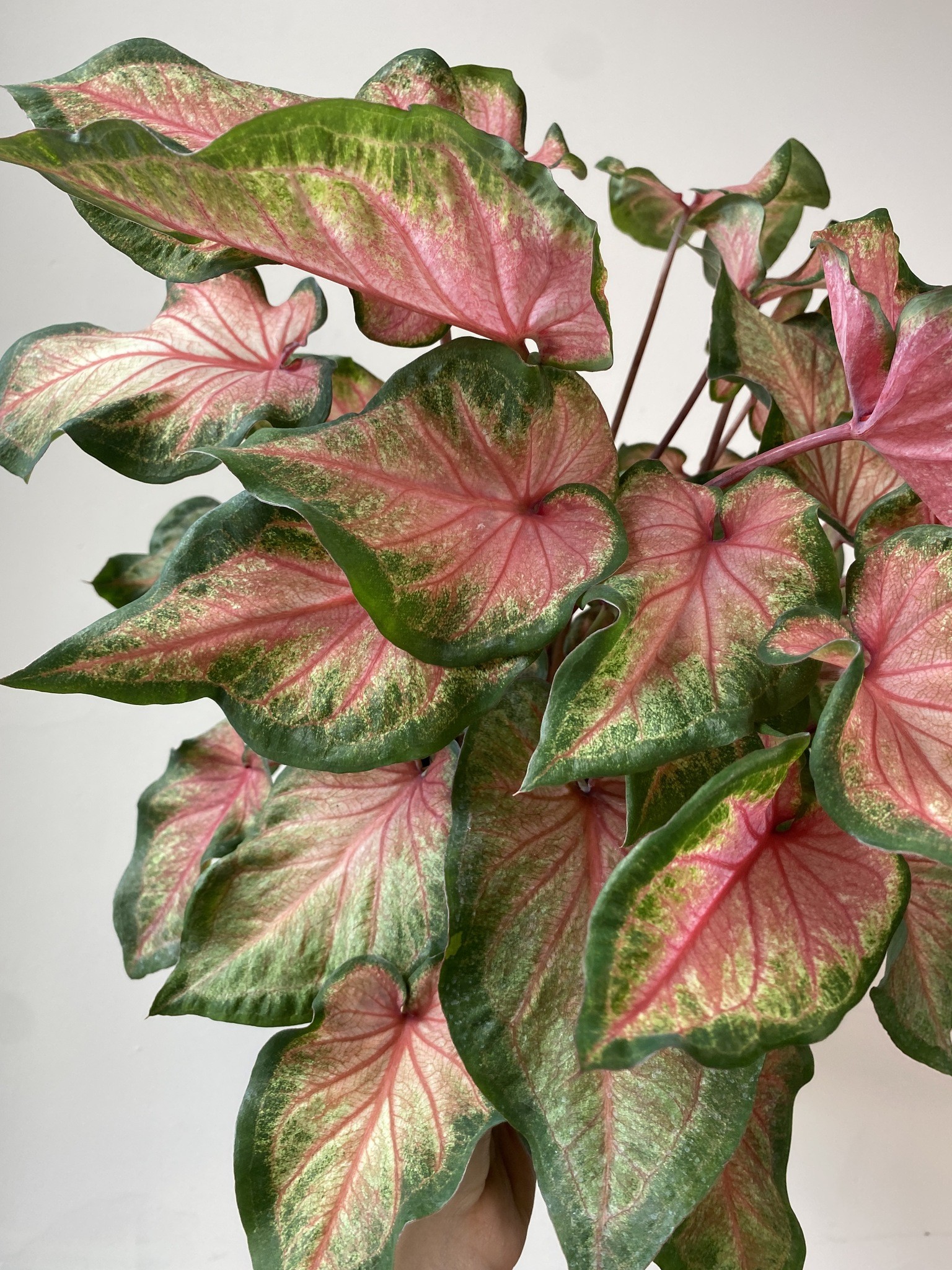 Caladium Chinook