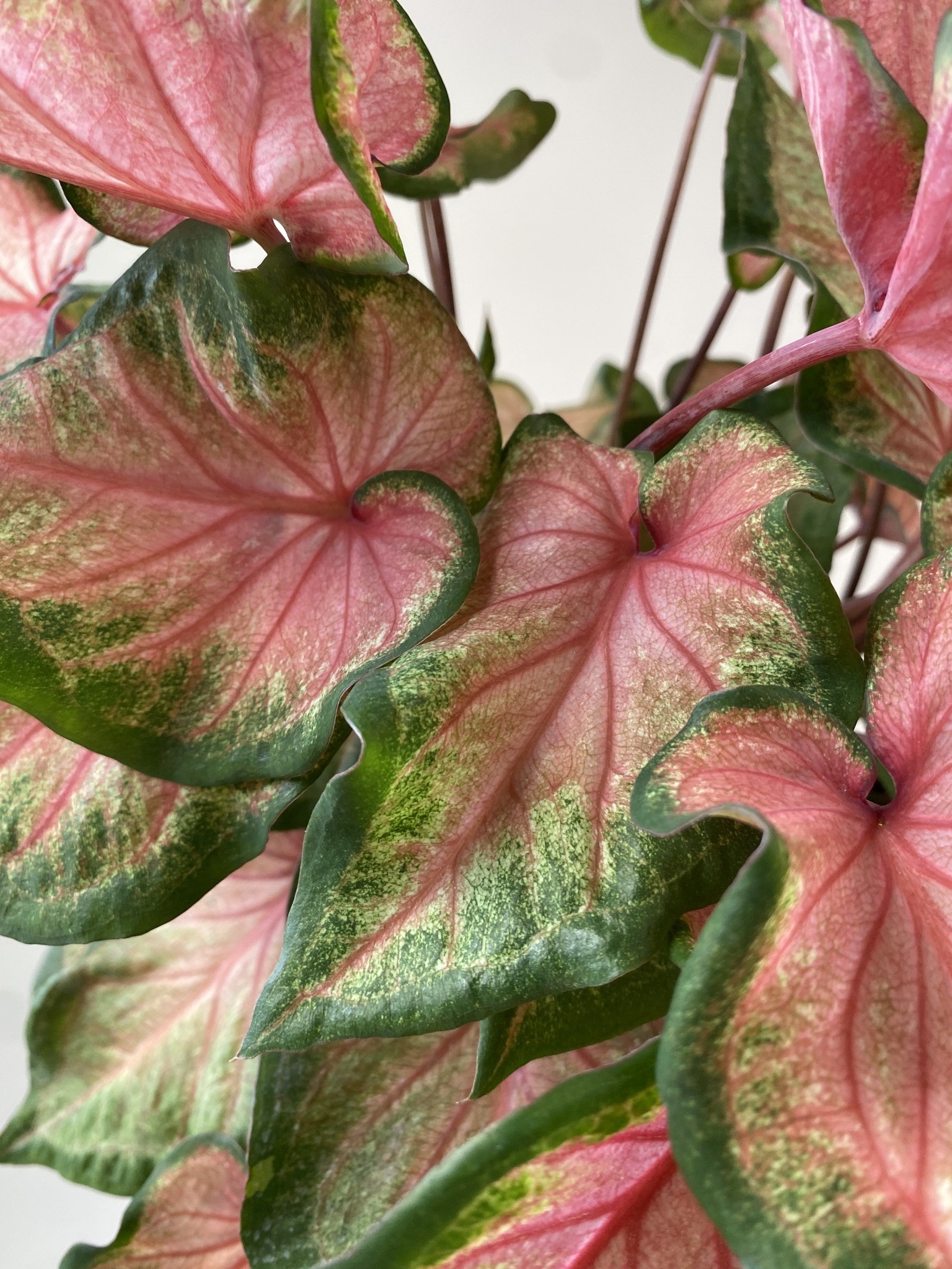 Caladium Chinook