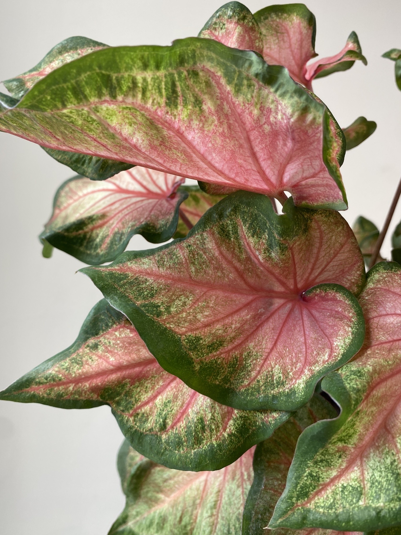 Caladium Chinook
