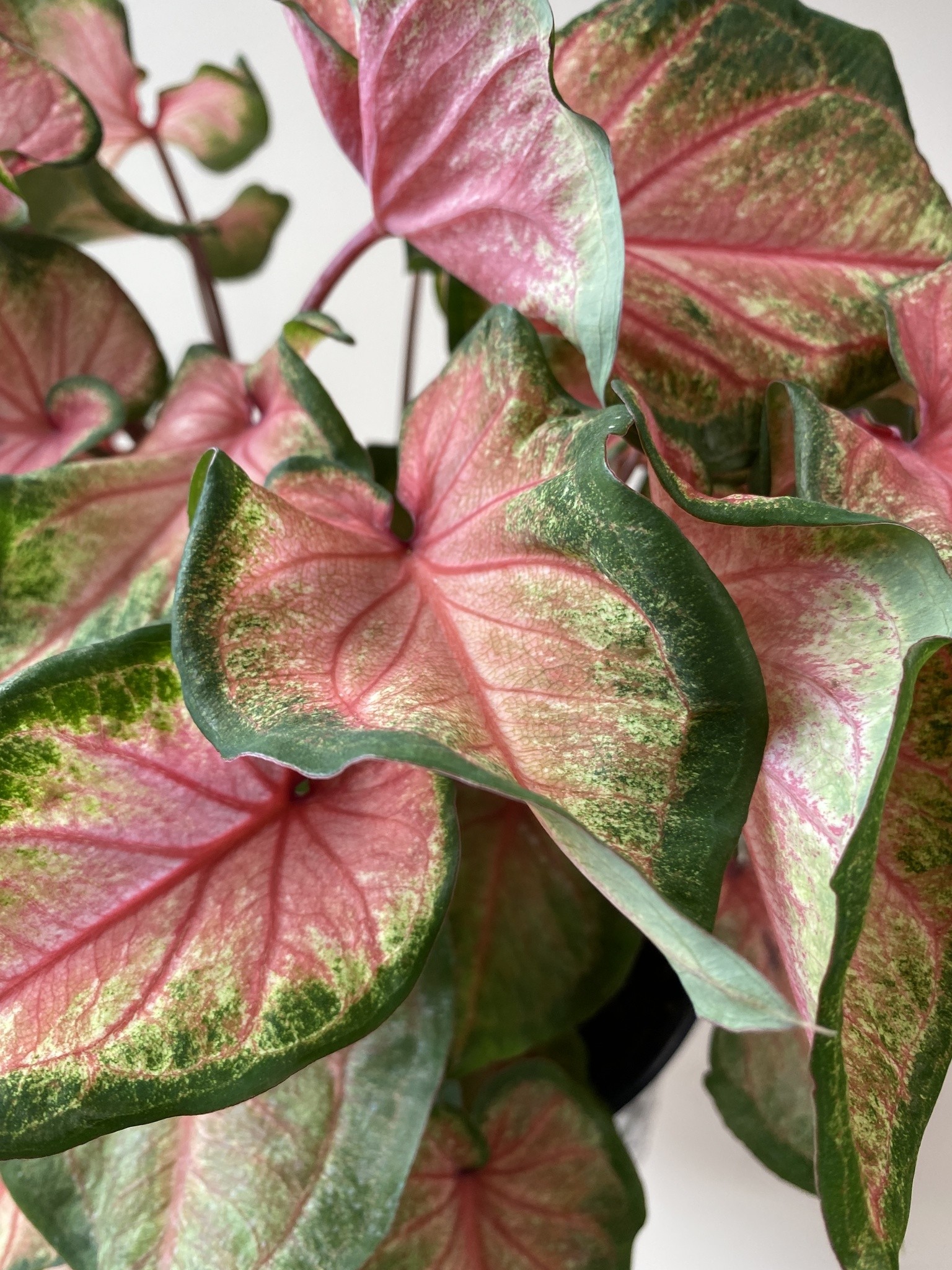 Caladium Chinook