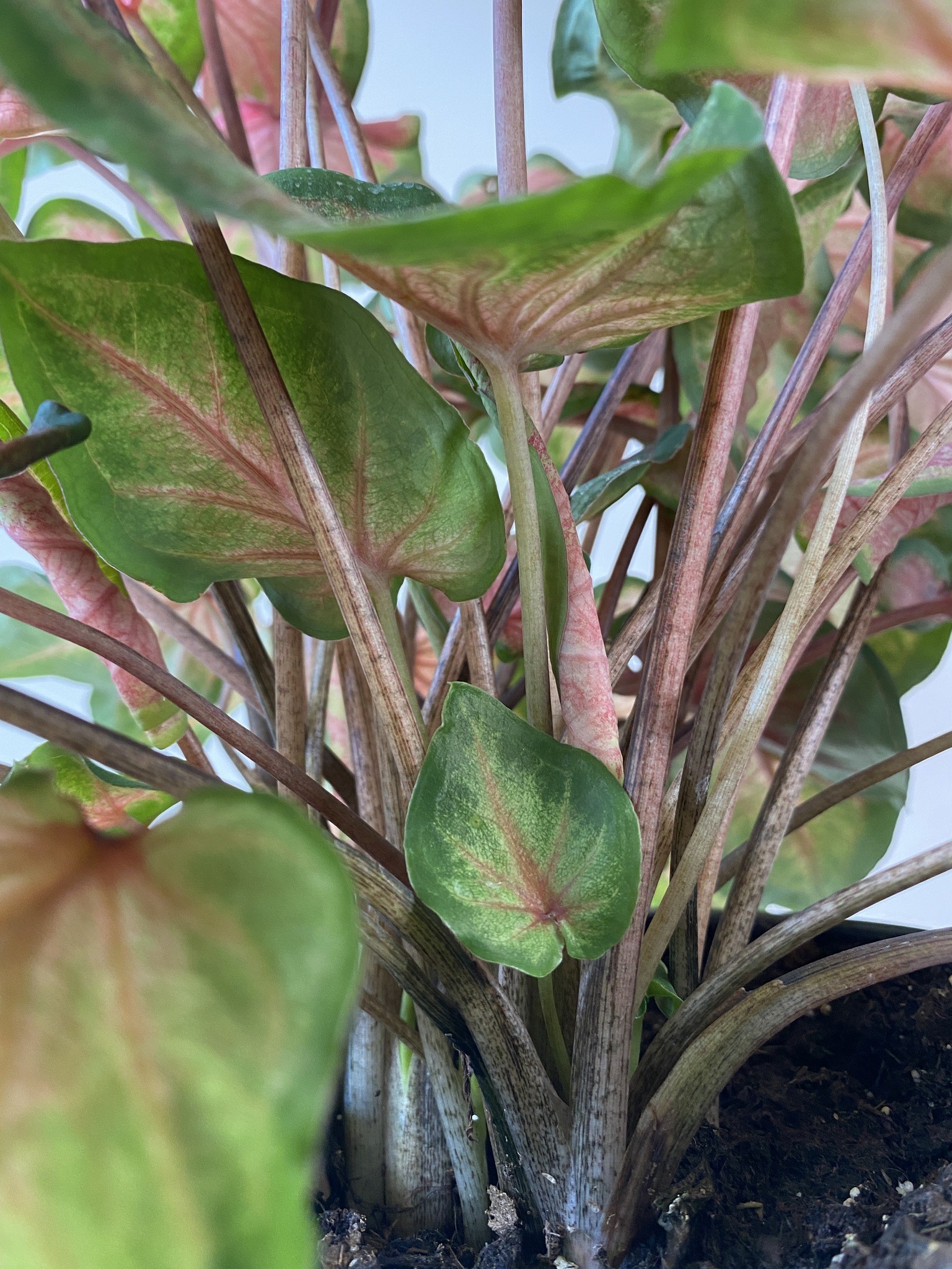 Caladium Chinook