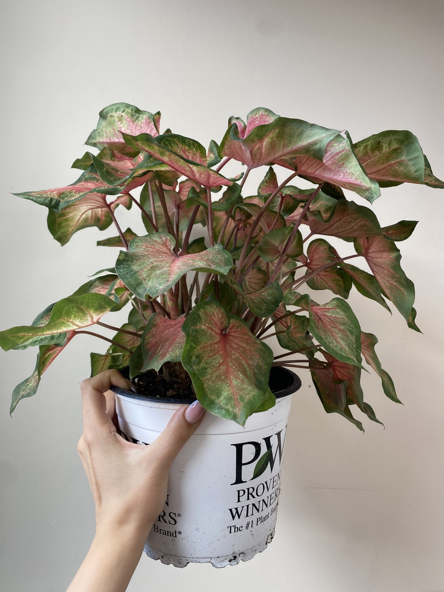 Caladium Chinook