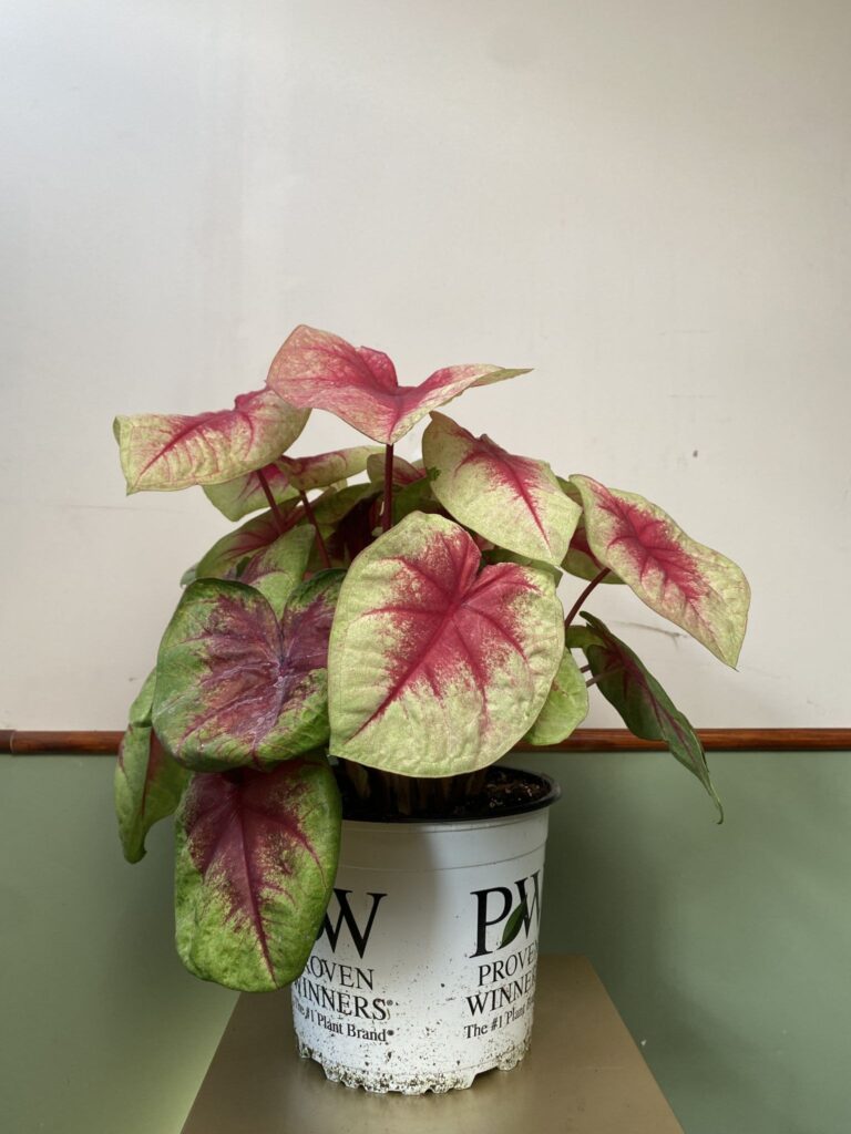 Caladium Lemon Blush
