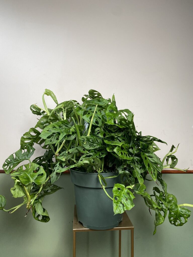 Monstera obliqua Leichtlinii (monkey mask)