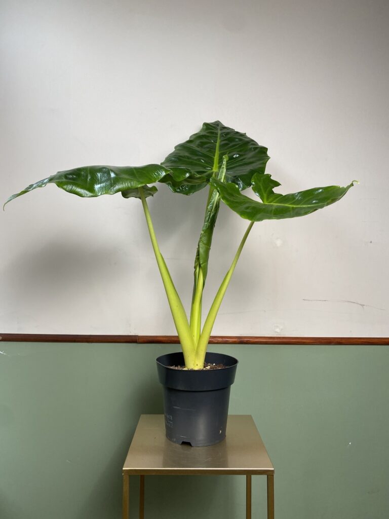 Alocasia Lutea