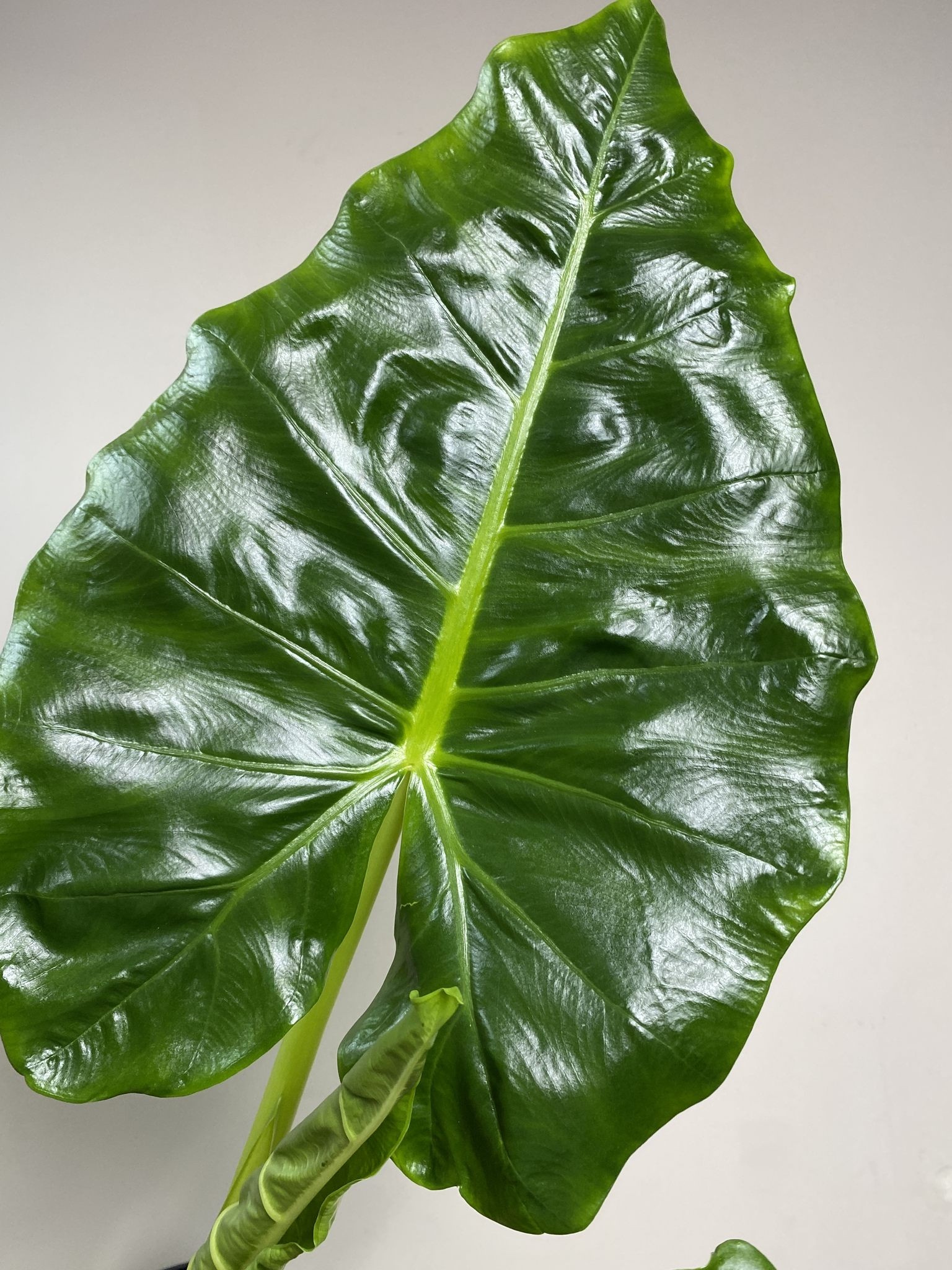 Alocasia Lutea