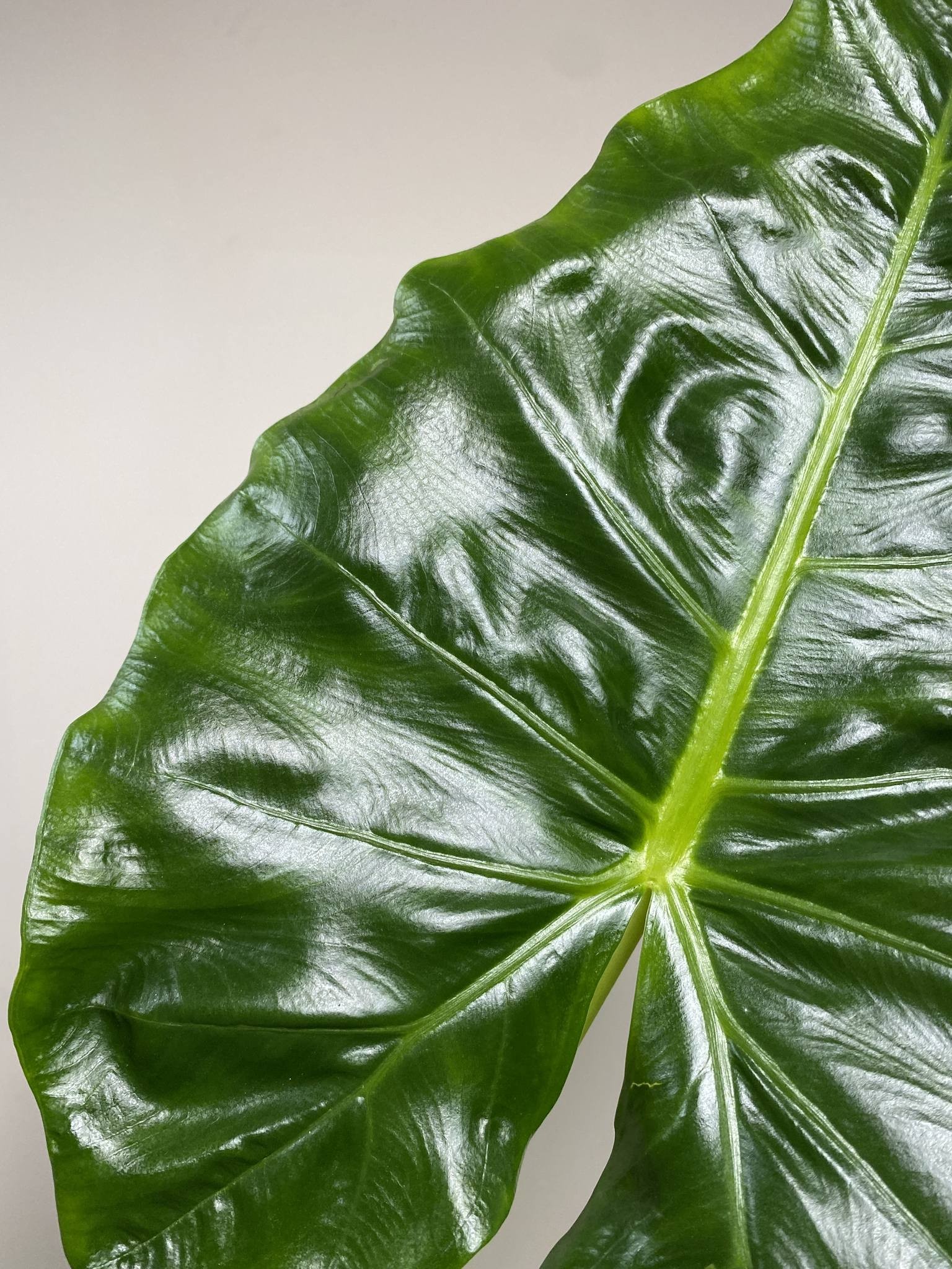 Alocasia Lutea