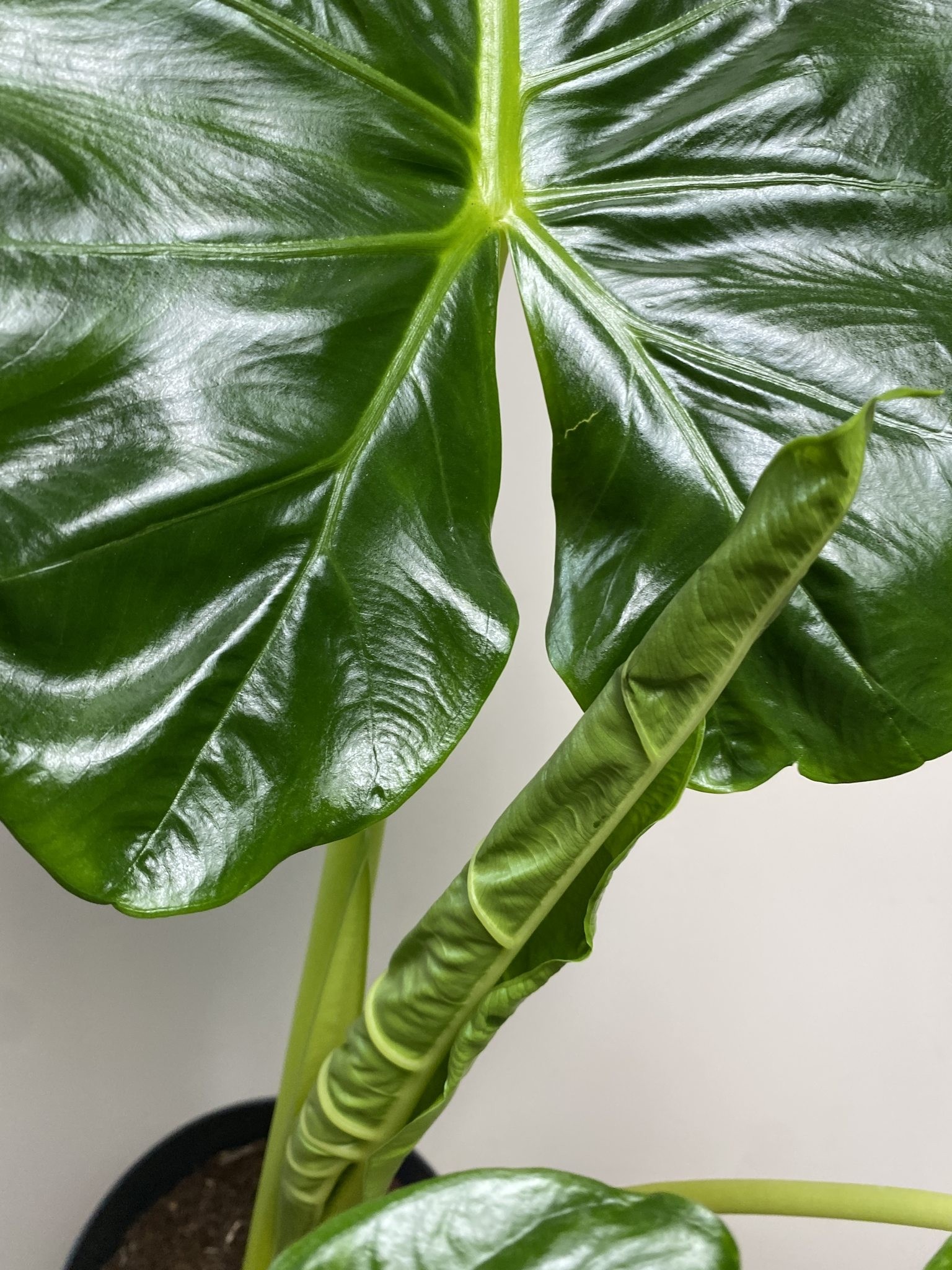 Alocasia Lutea
