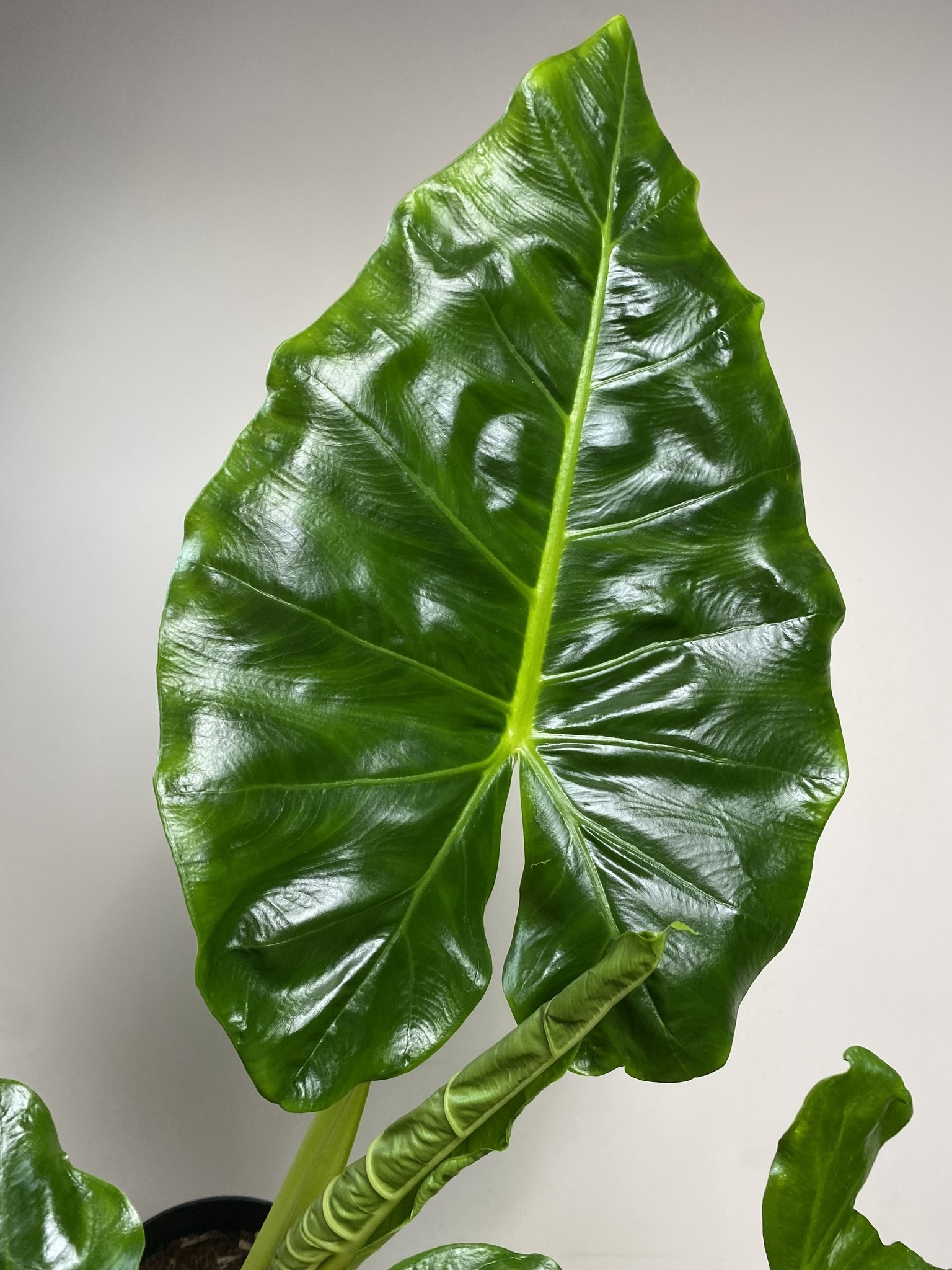 Alocasia Lutea