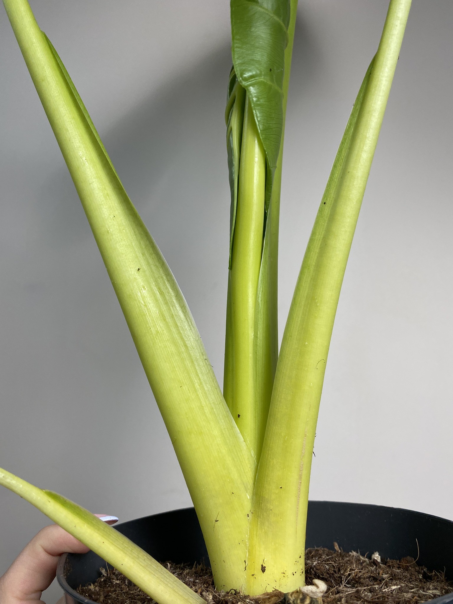 Alocasia Lutea