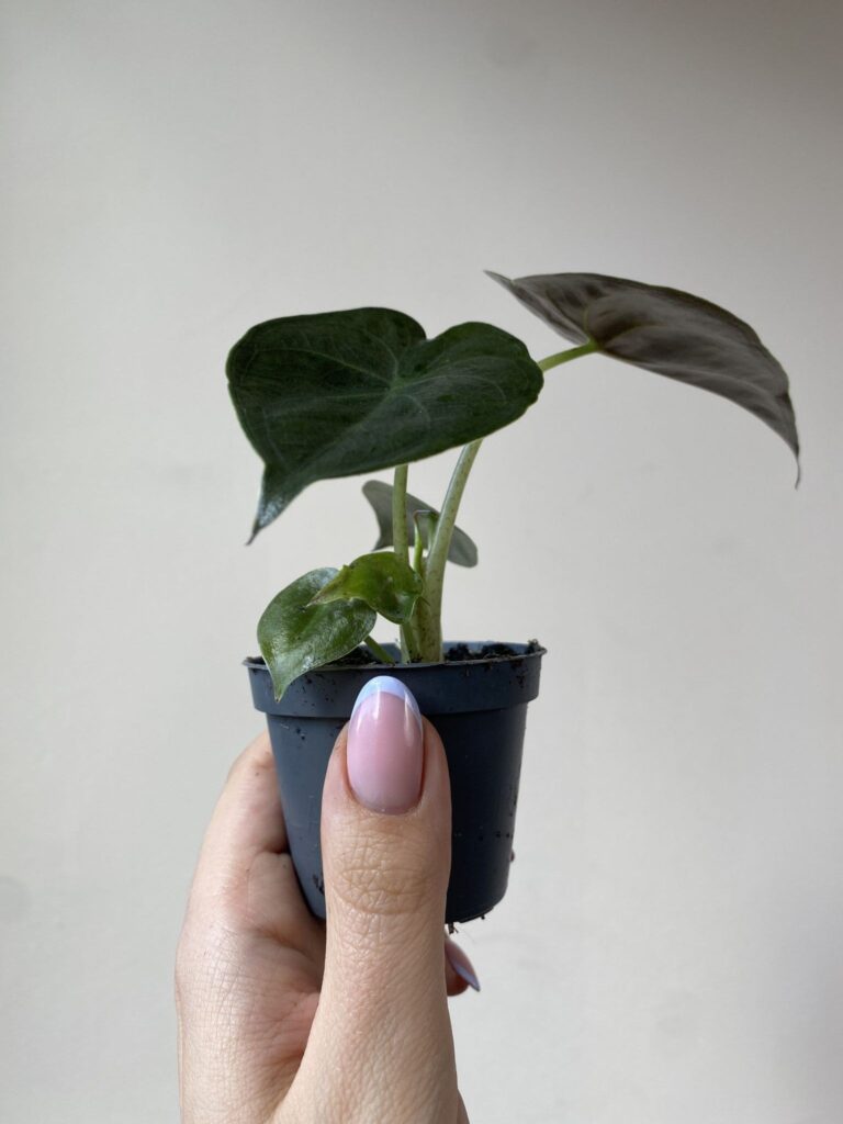 Alocasia White Frydek