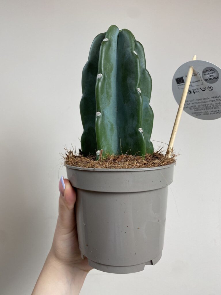 Cactus Cuddly (kaktus)