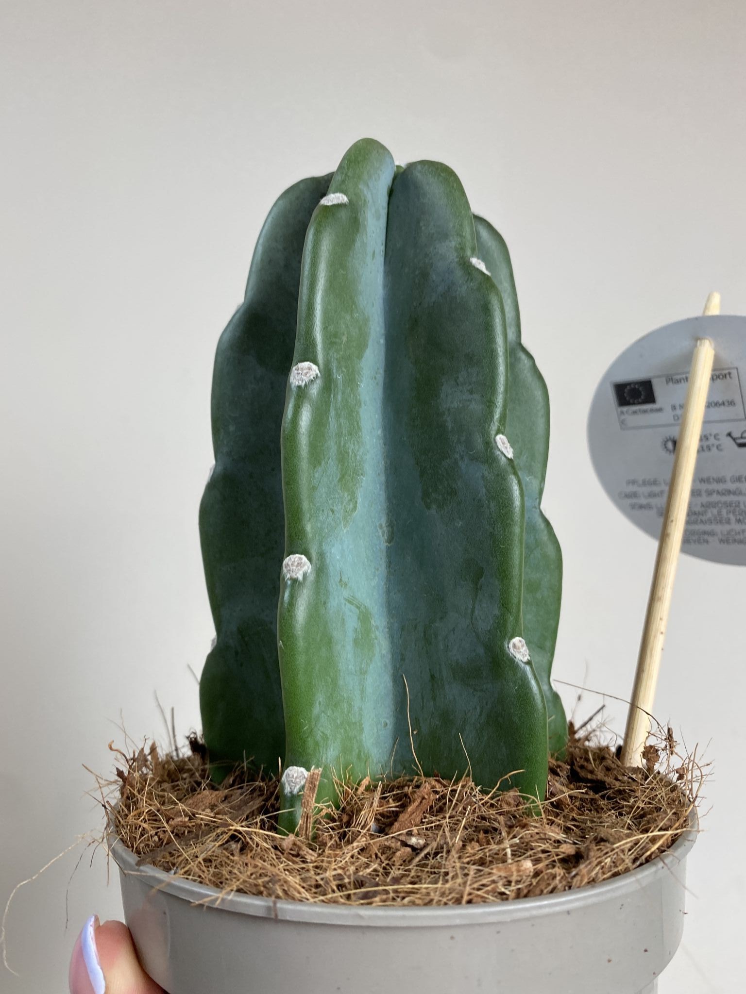 Cactus Cuddly – kaktus