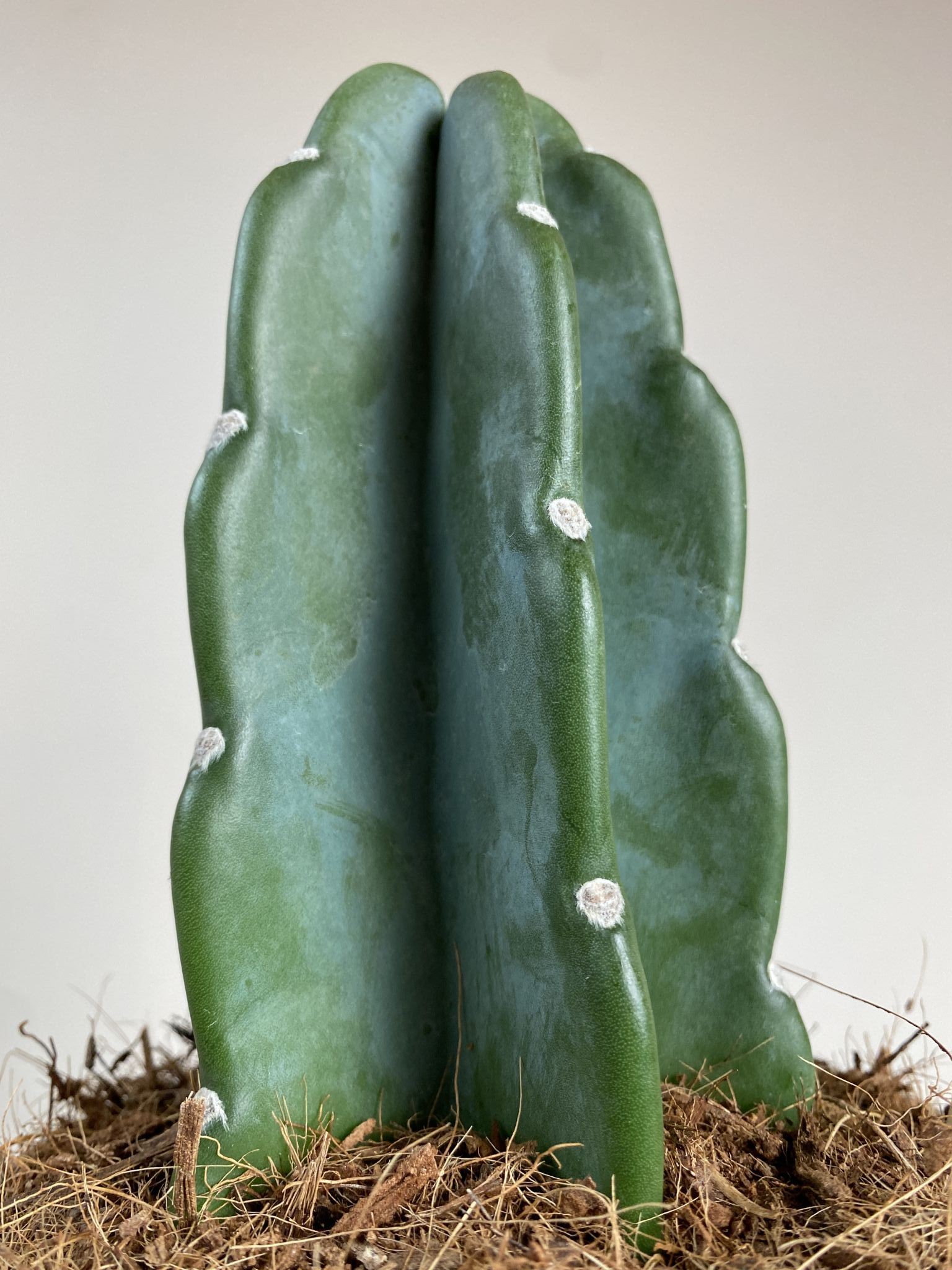 Cactus Cuddly – kaktus