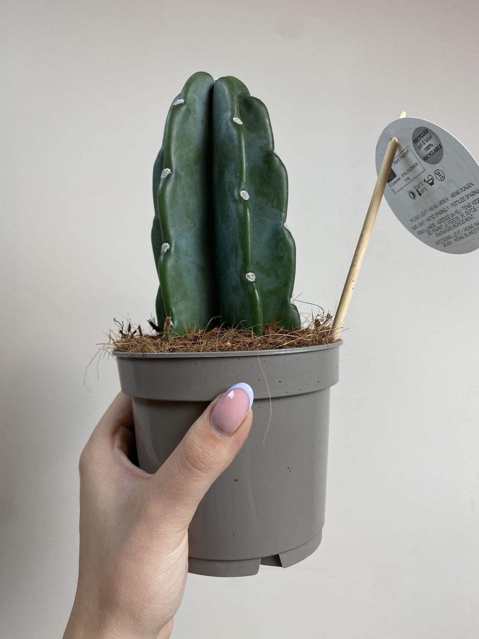 Cactus Cuddly – kaktus