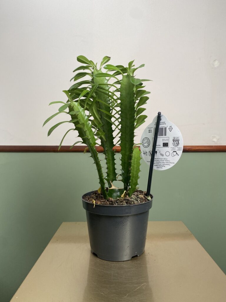 Euphorbia trigona green bushy