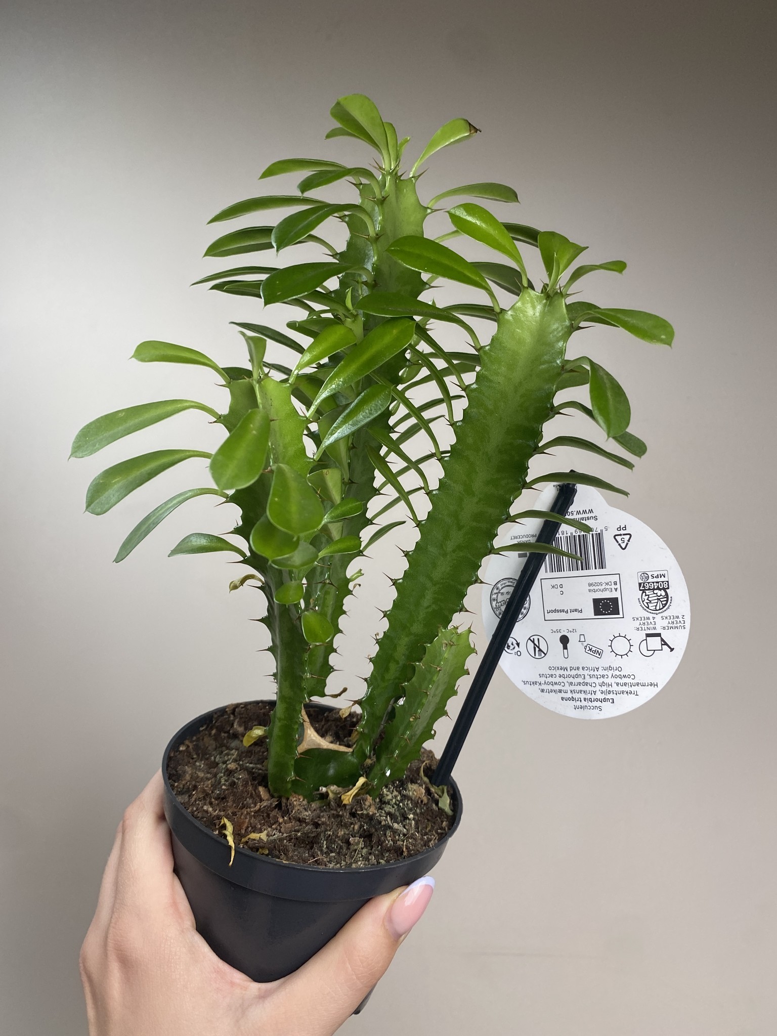 Euphorbia trigona green bushy
