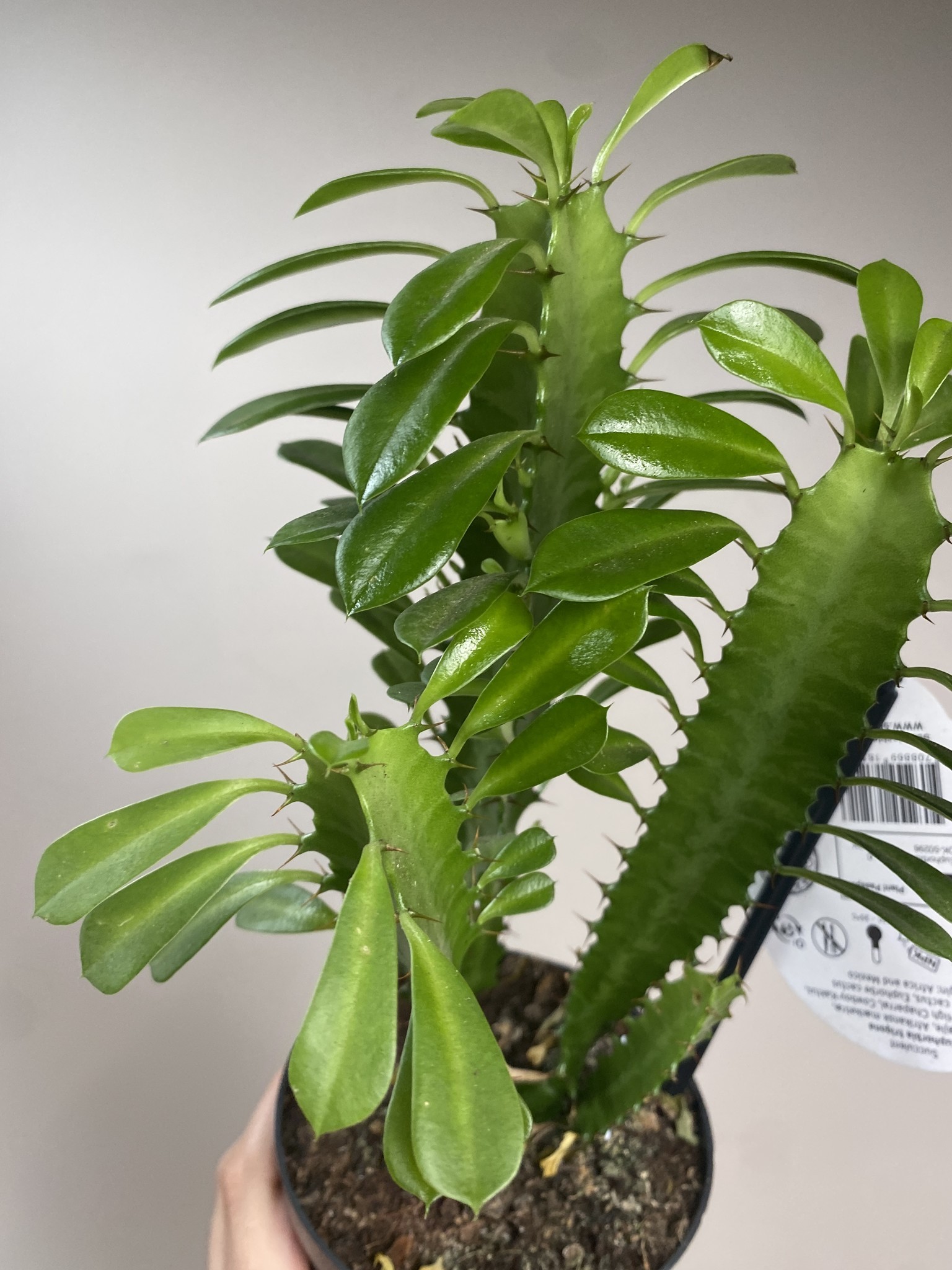Euphorbia trigona green bushy