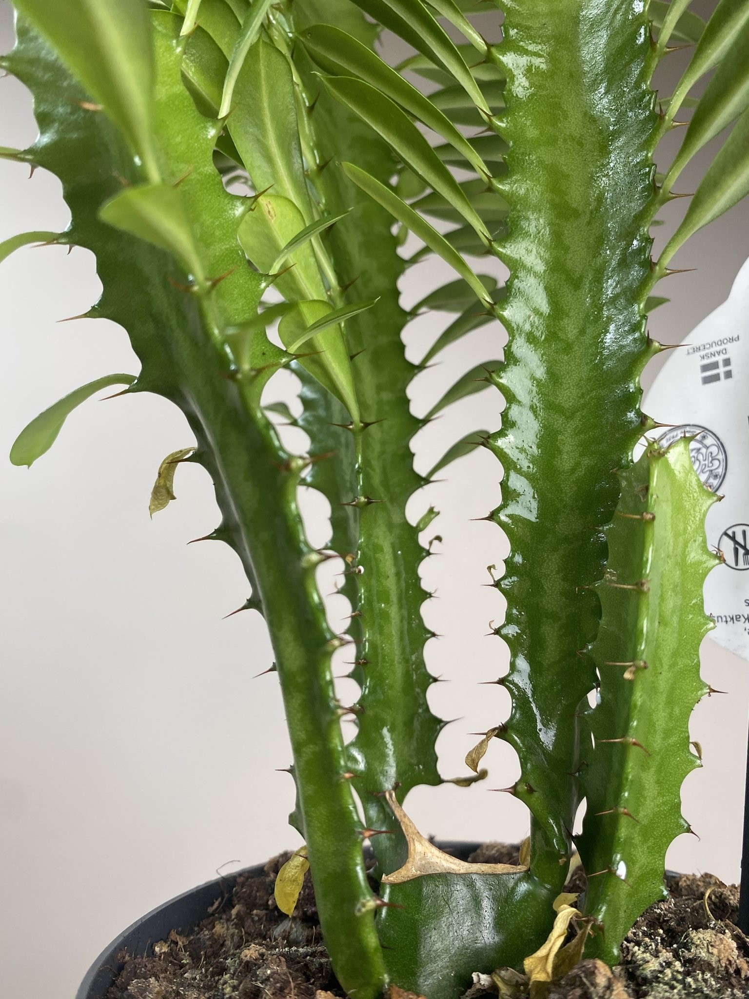 Euphorbia trigona green bushy