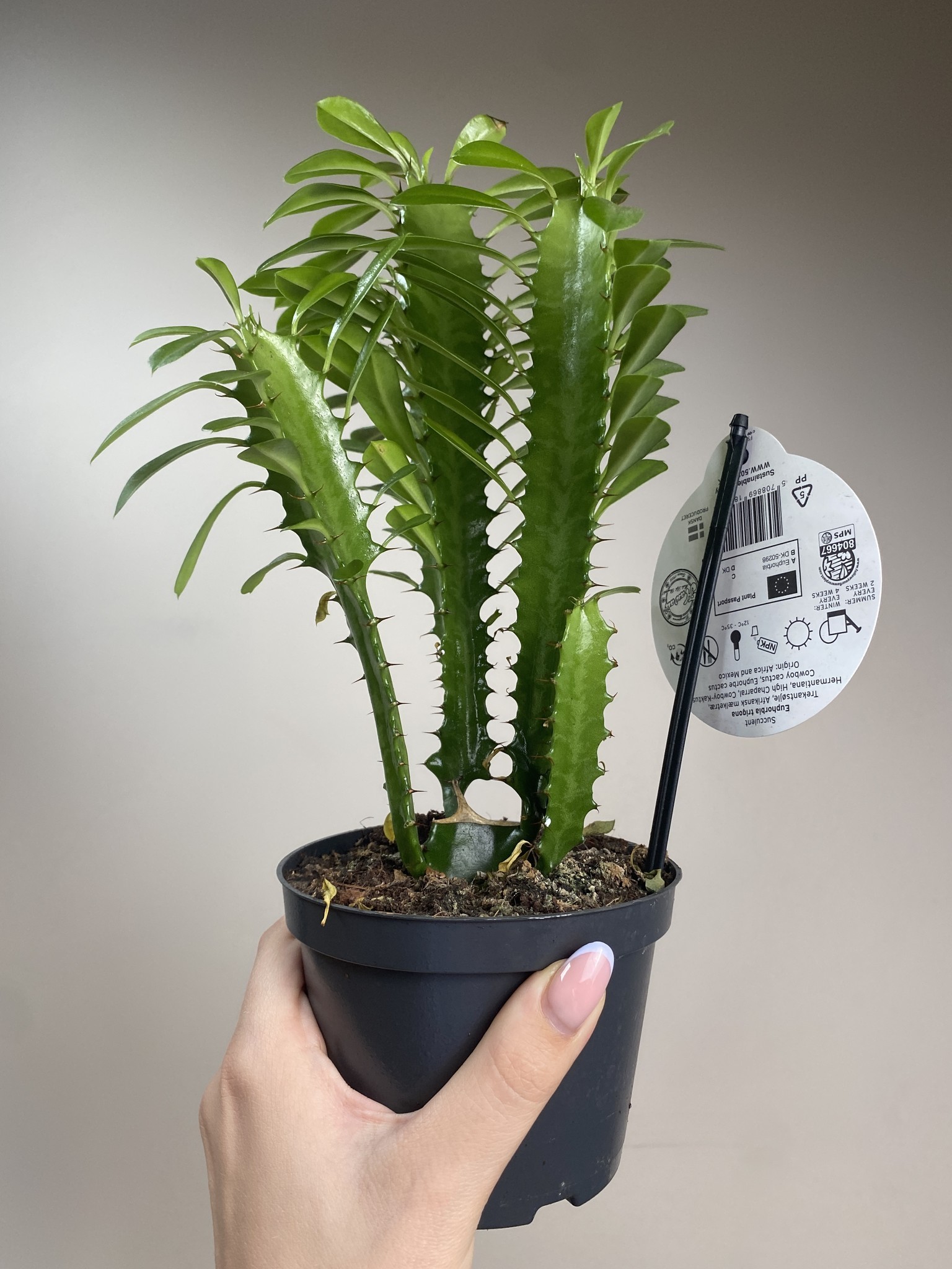 Euphorbia trigona green bushy