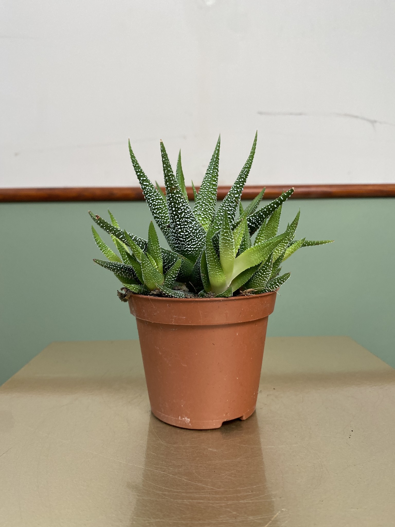 Haworthia fasc. Concolor