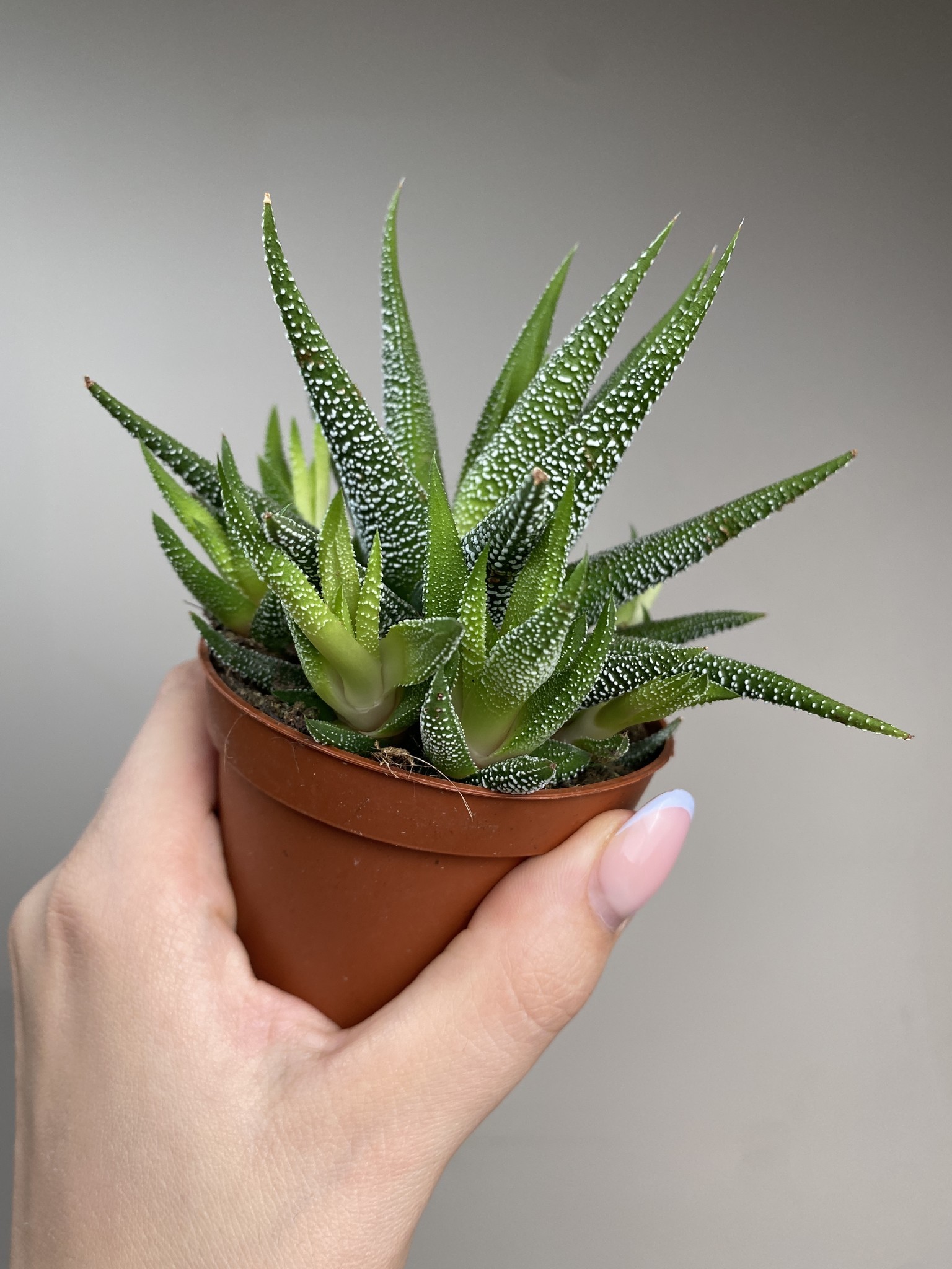 Haworthia fasc. Concolor