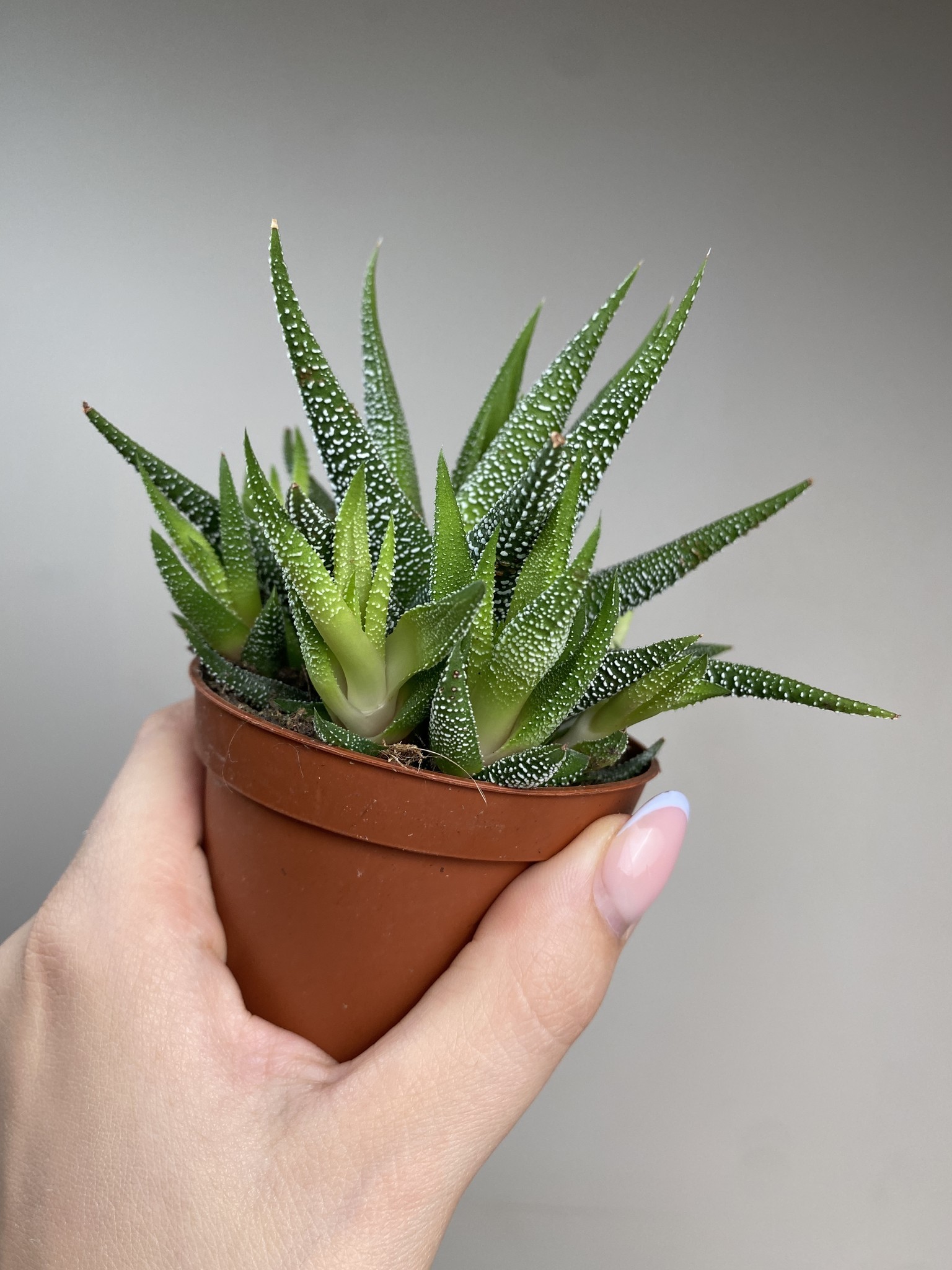 Haworthia fasc. Concolor