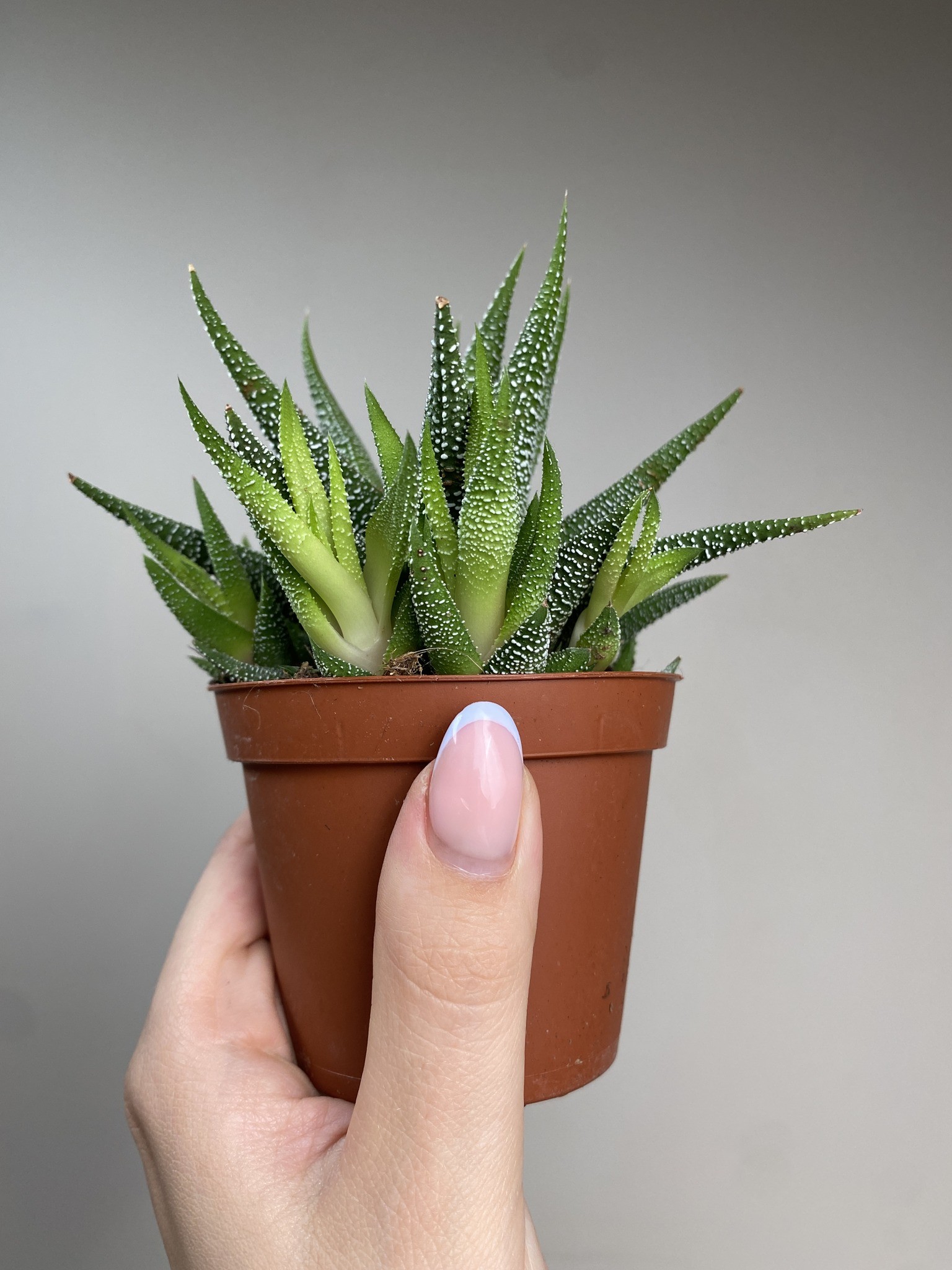 Haworthia fasc. Concolor